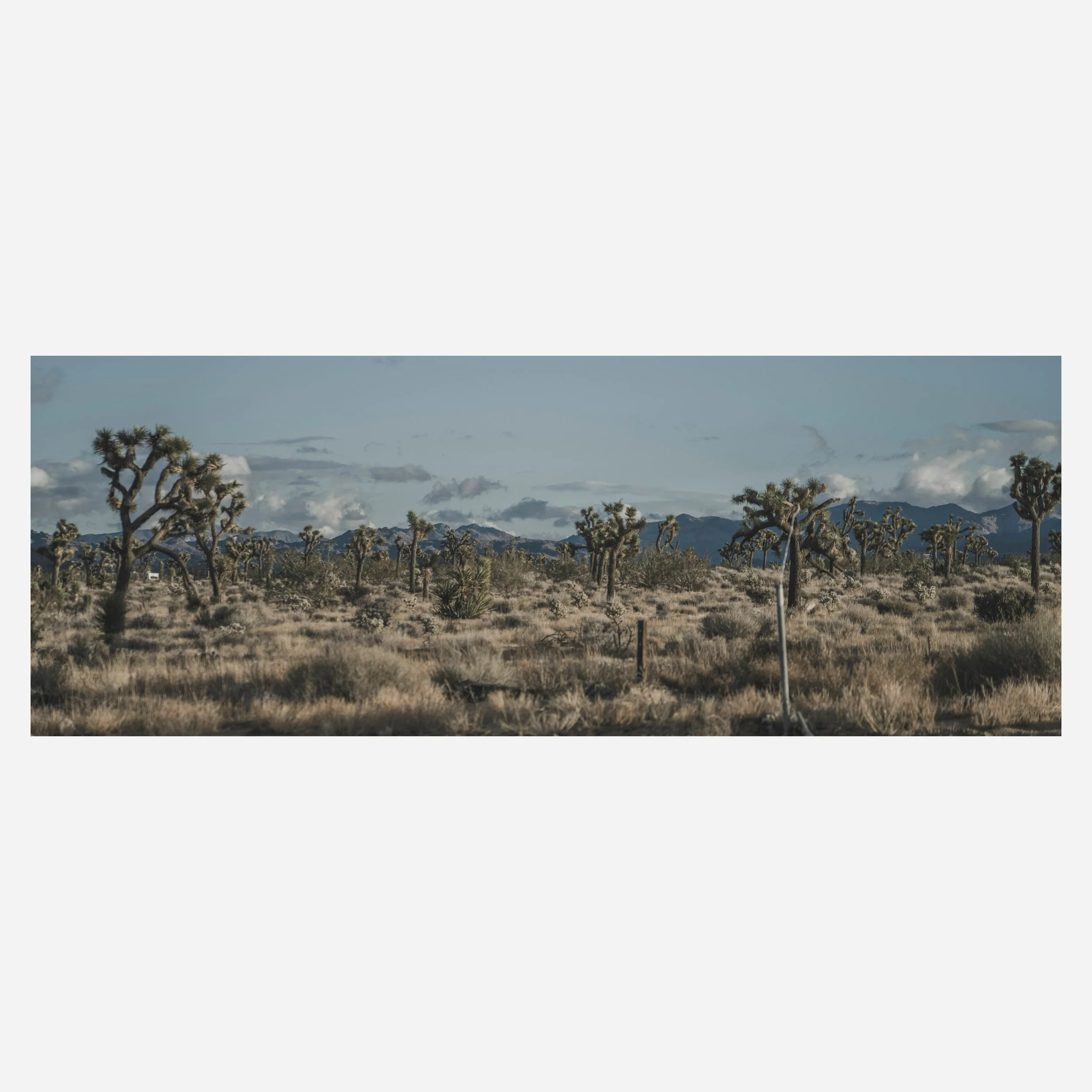 Joshua Tree, 2023