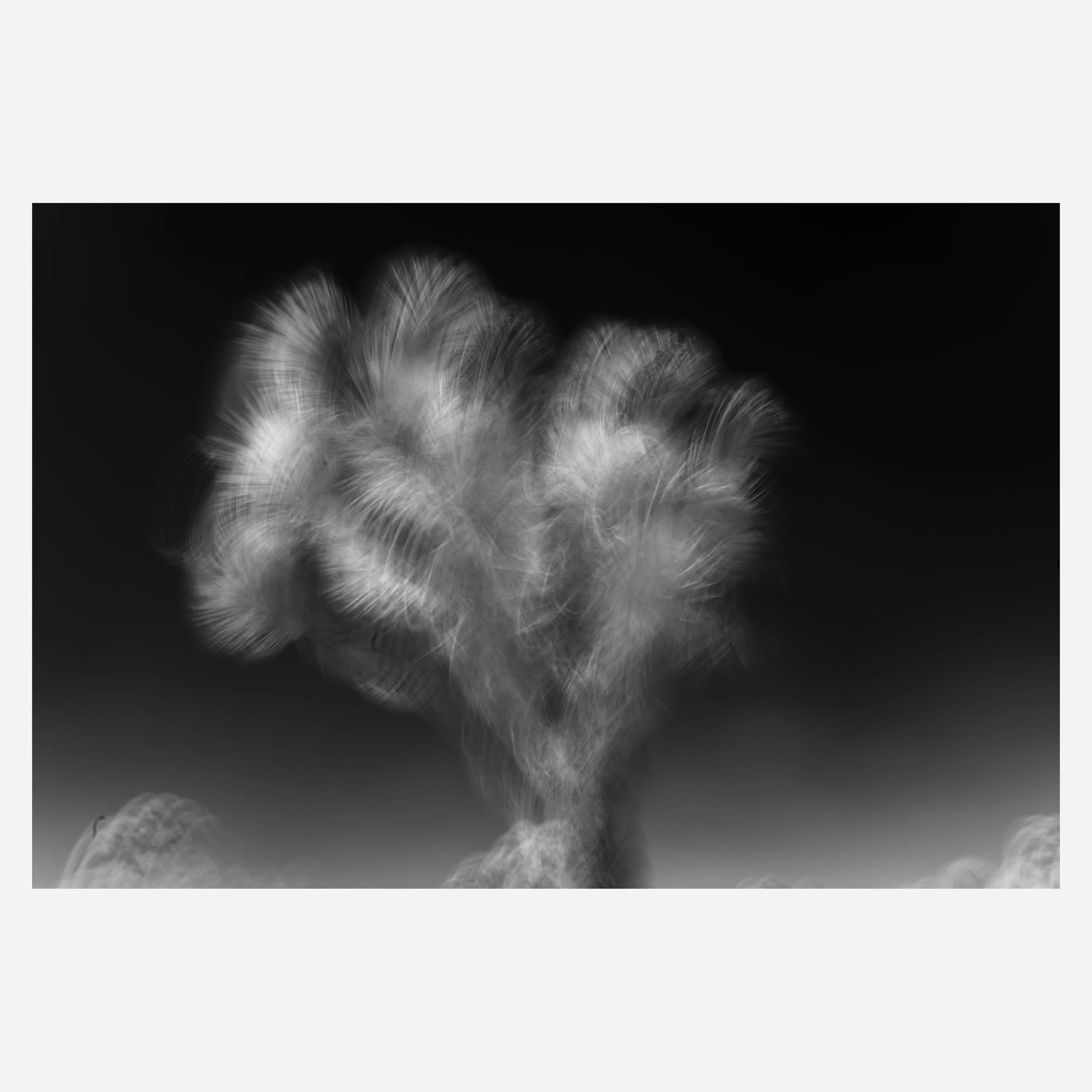 Yucca Brevifolia, 2026