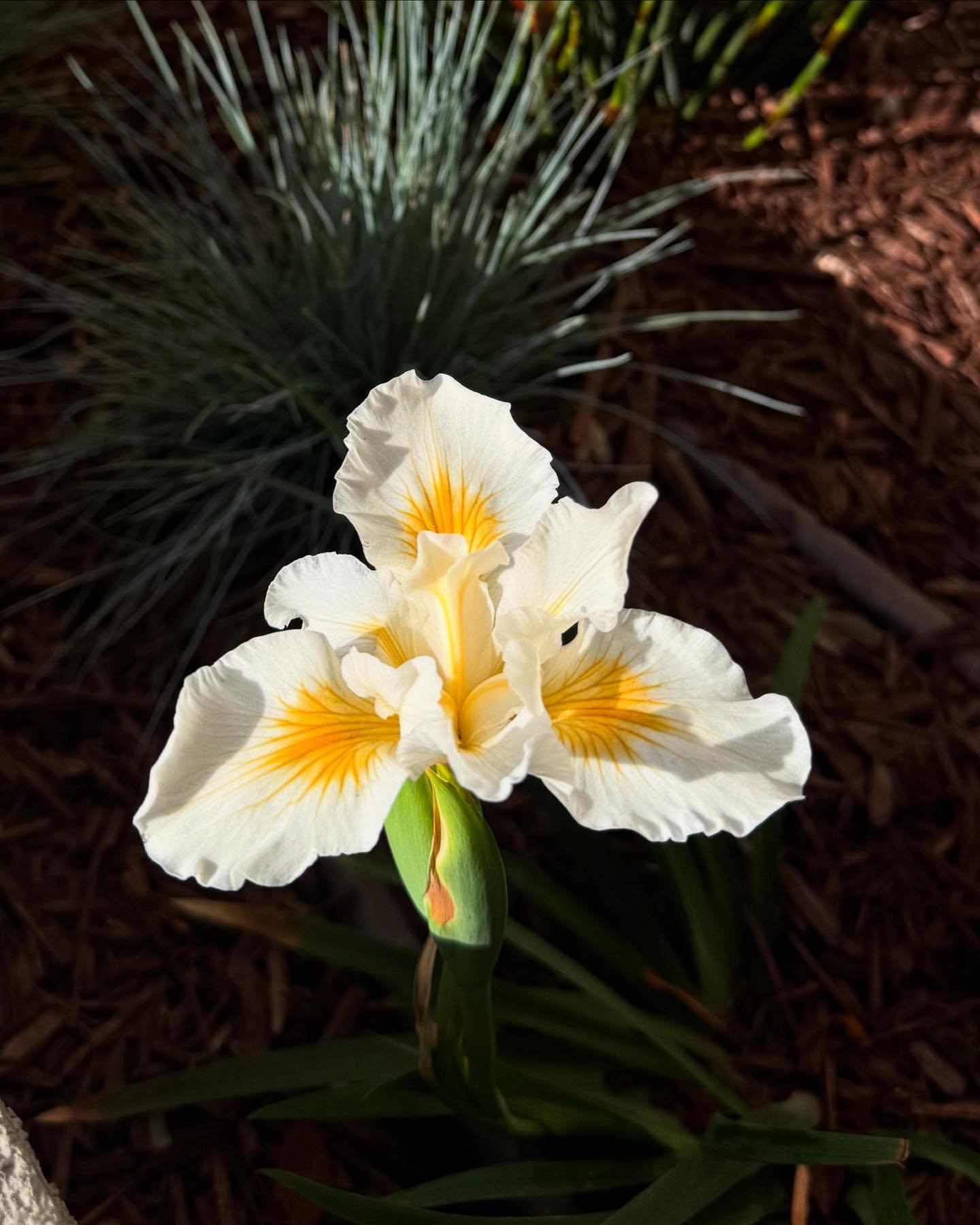 Iris canyon snow 💛 so delicate and beautiful like something out of a dream
