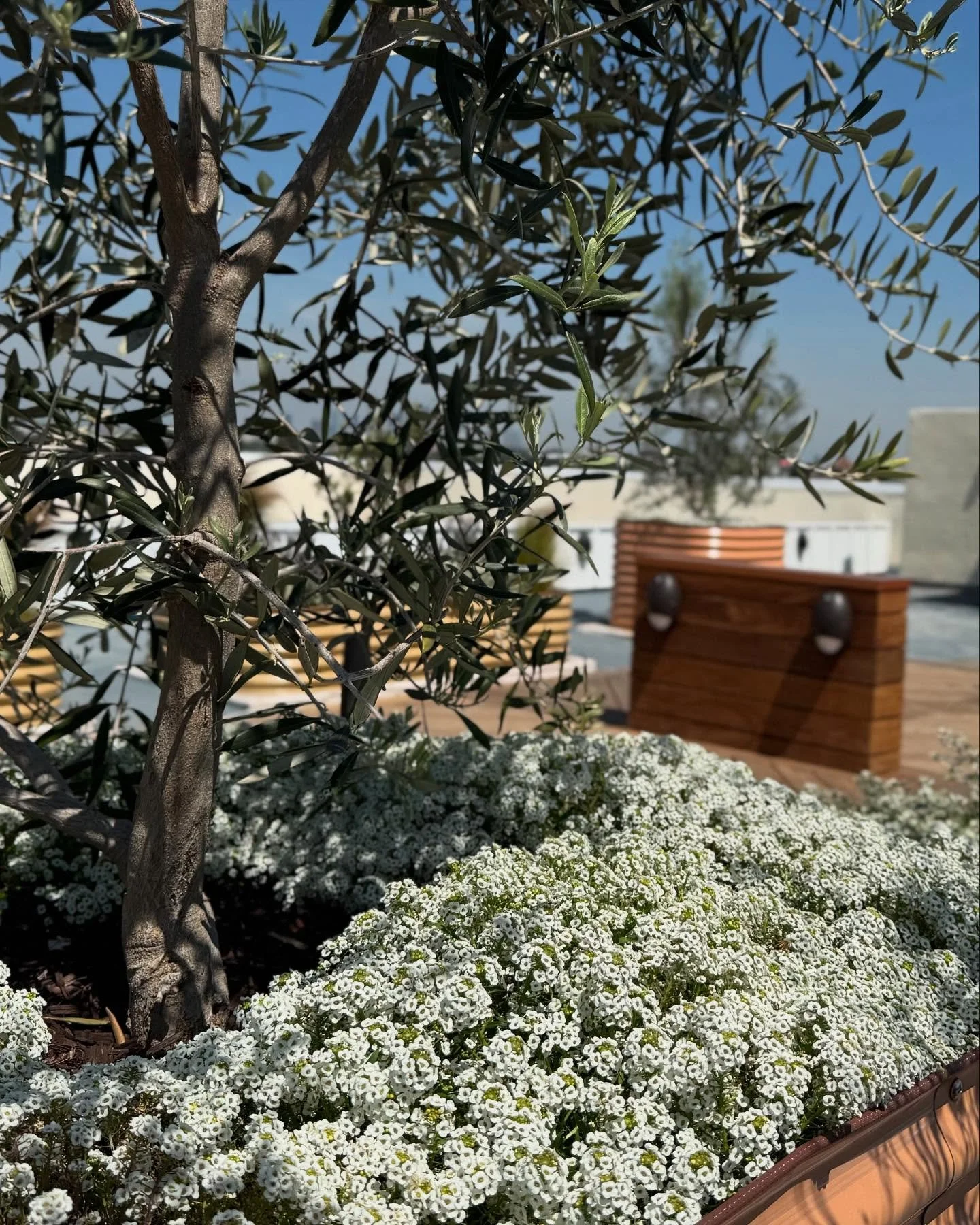 Sweet alyssum is growing beautifully under the olive trees! This combo is perfect for a full sun raised planter 🌞