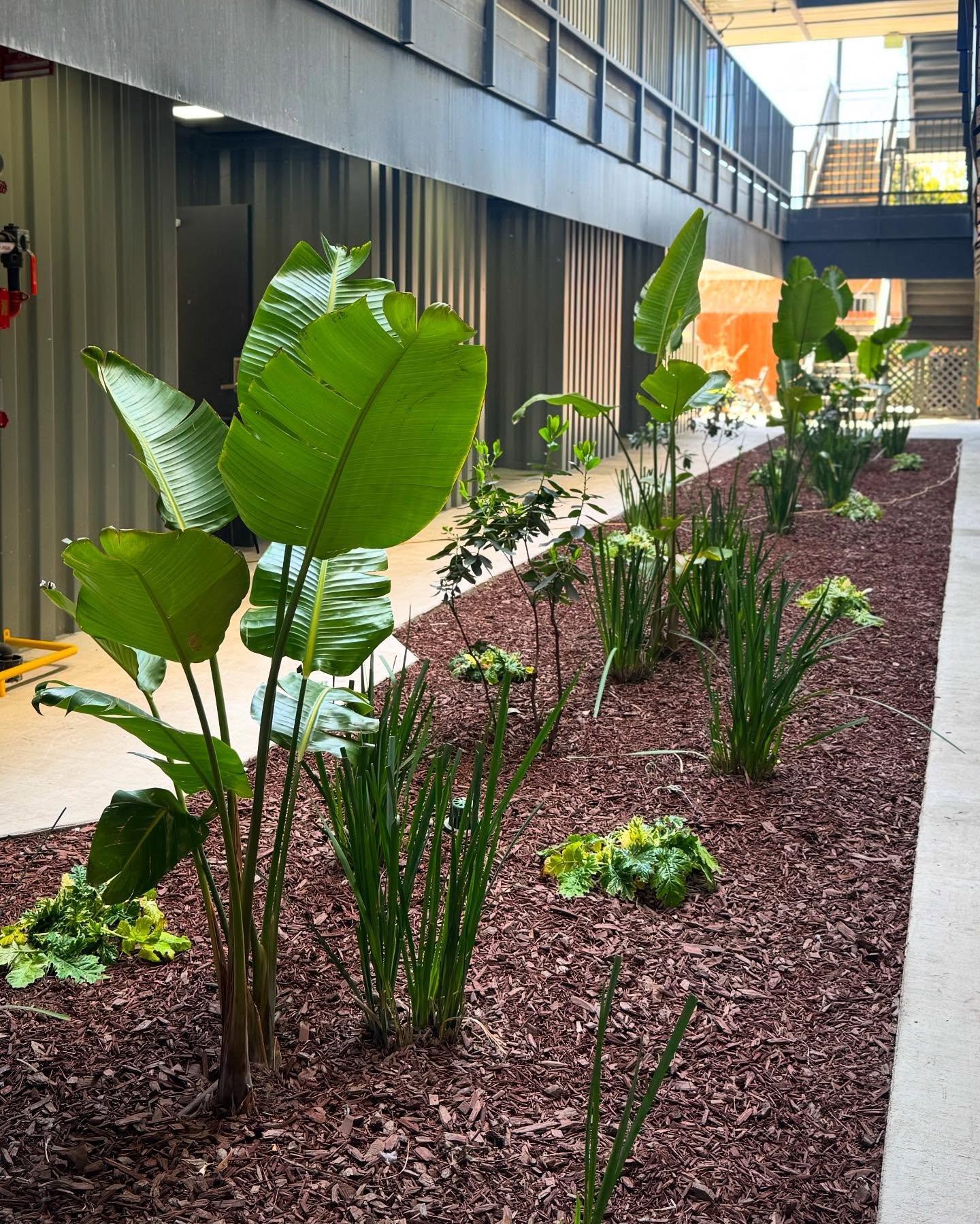 Courtyard shade garden 🌿
