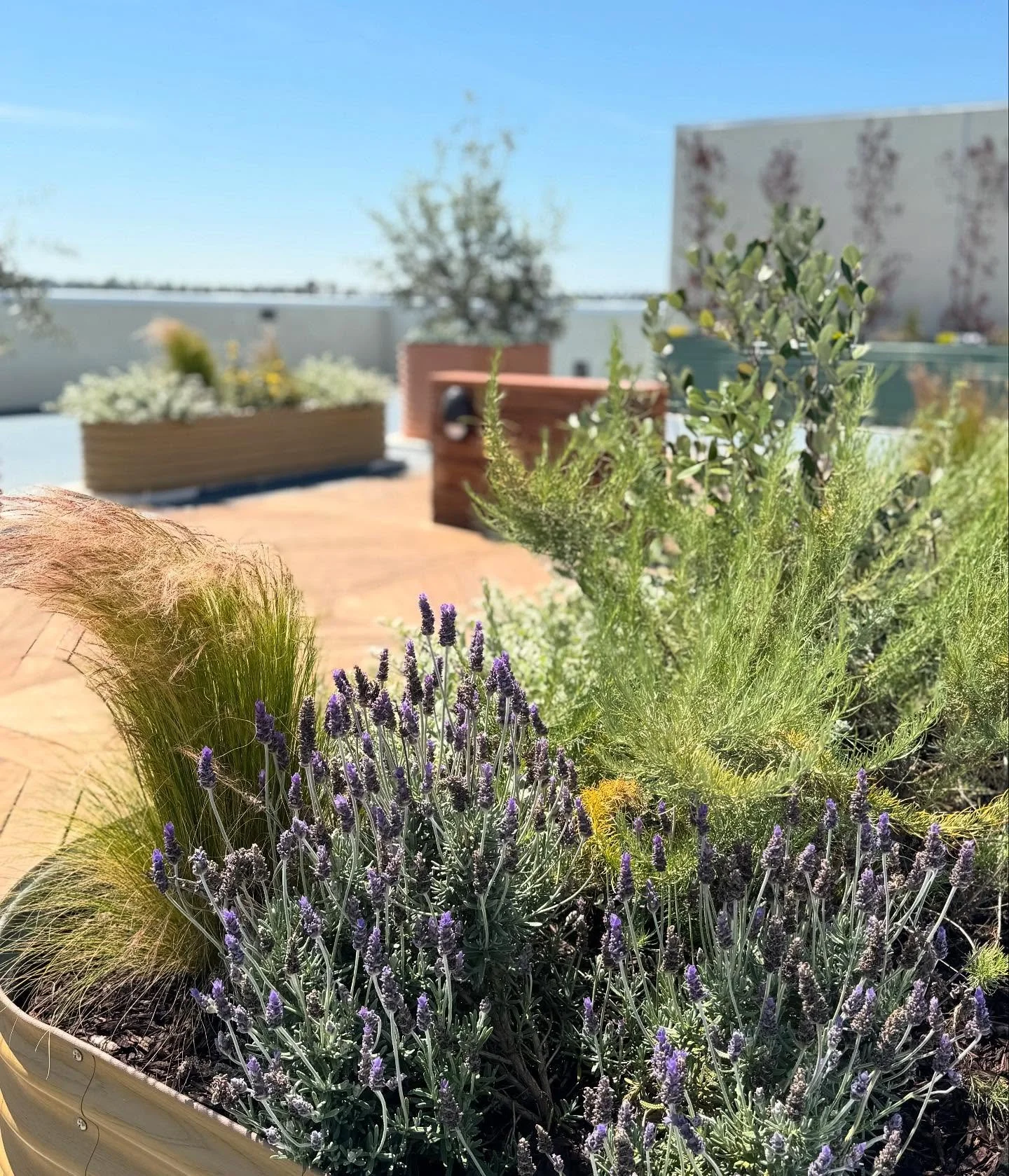 Lavender and artemisia make this rooftop smell amazing during this sunny spring season 🌿✨