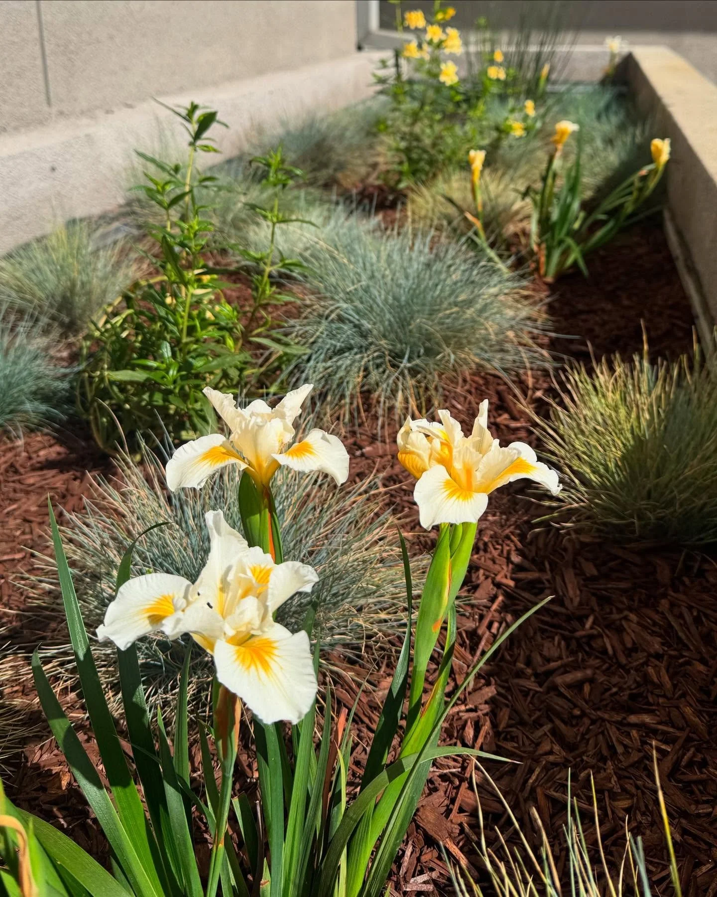 Dreamy rain garden full of little yellow blooms✨