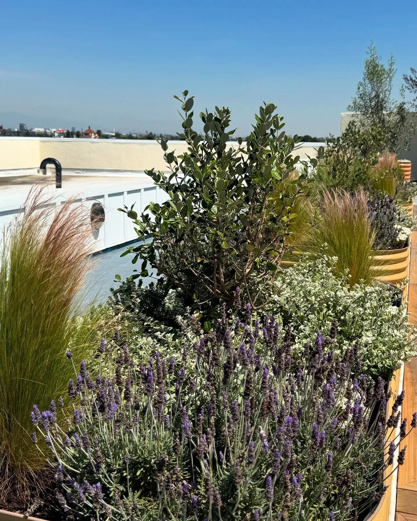 A little garden buzzing with life, bees included 🐝