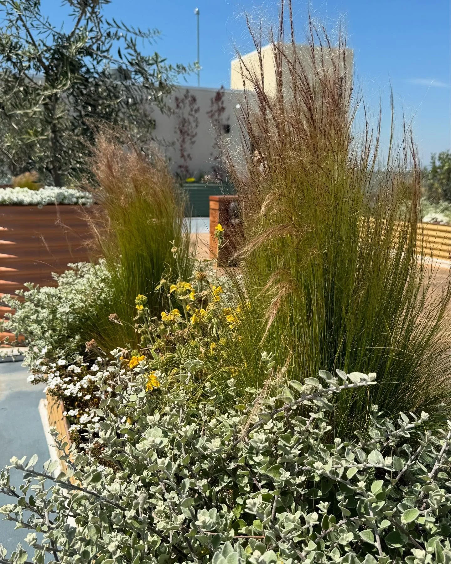 Spring is here! Sun glowing, flowers blooming - let the season of growth begin 🌞