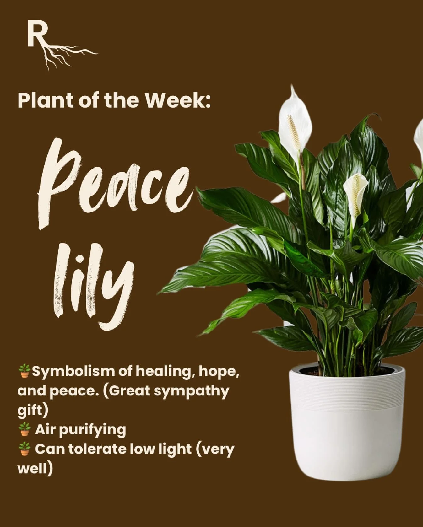 Peace Lily is the perfect addition to any space 🪄 It actually prefers being in a small pot (so no need to stress about constantly repotting). Mine even put out blooms in a room with only artificial lighting (no windows). She&rsquo;s beautiful AND po
