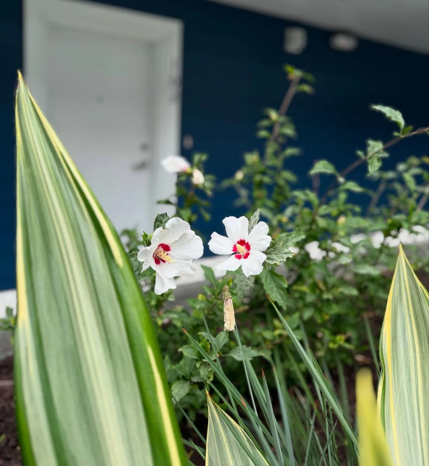 hibiscus flowers 🌺