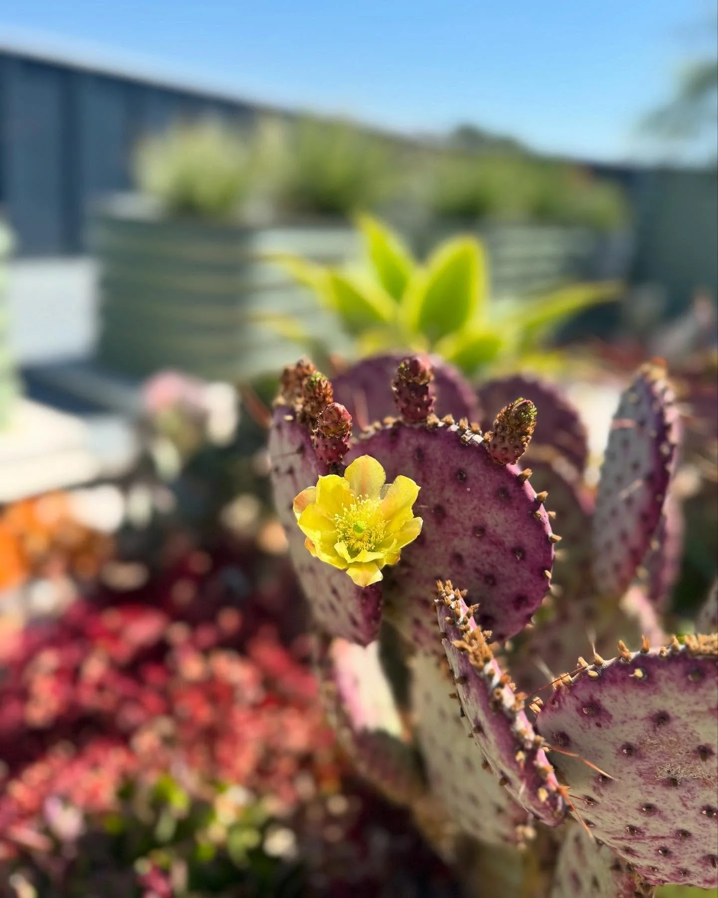 The prickly pear is giving out gorgeous yellow blooms today 🌼