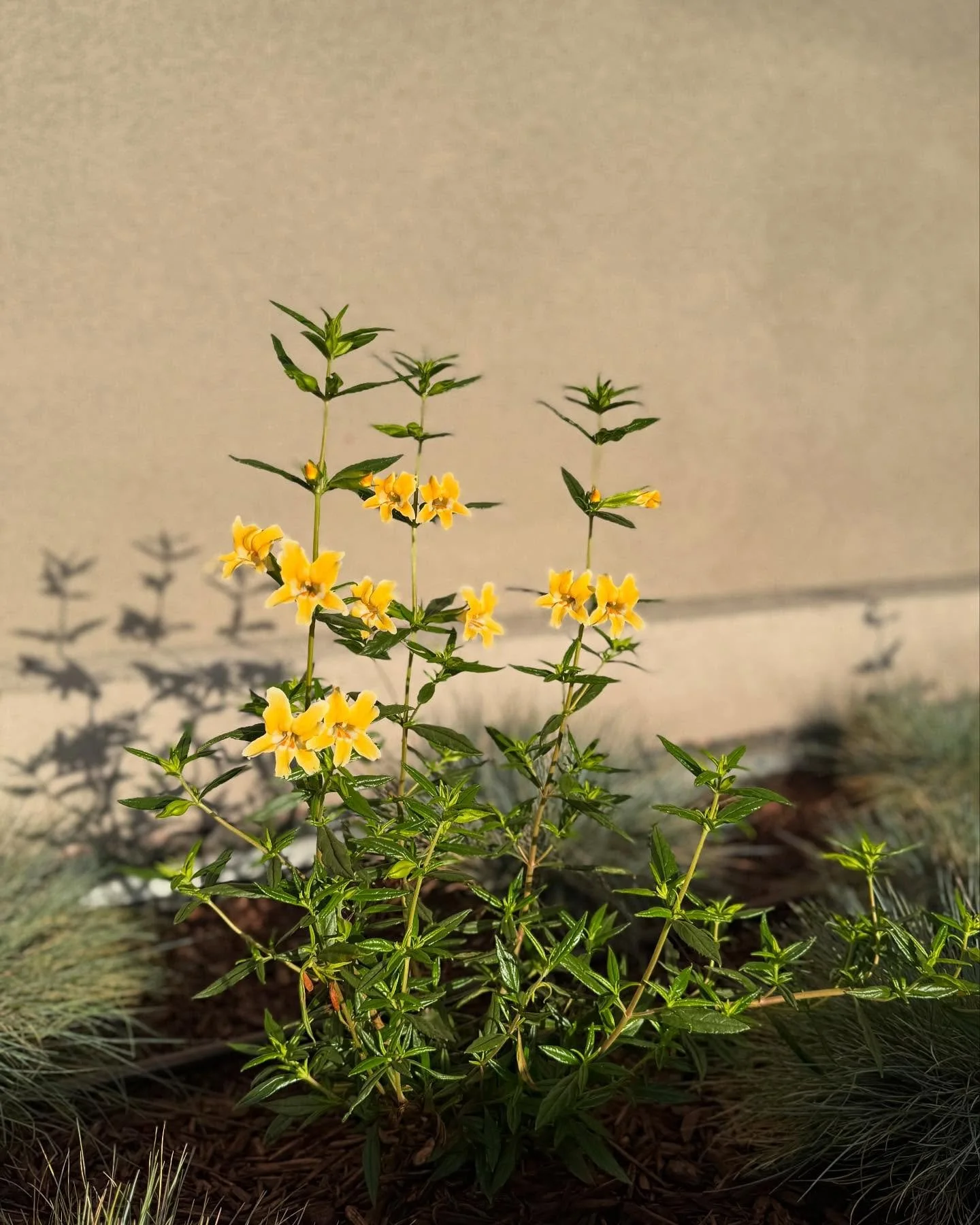 Everybody meet miss Mimulus Jelly Bean 💛 she loves rain gardens and is irresistible to hummingbirds and bees!