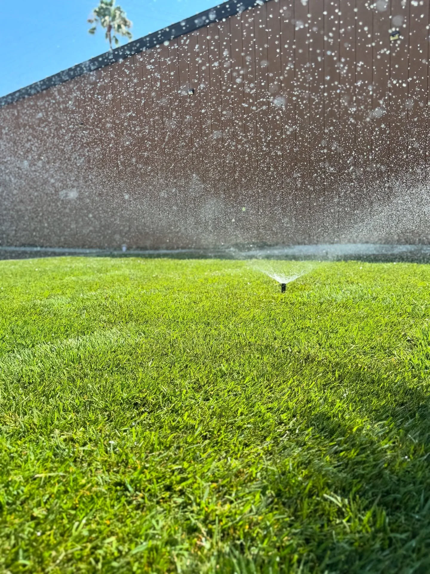 Happy Friday ☀️ nothing feels fresher than a green lawn under the sprinklers ✨