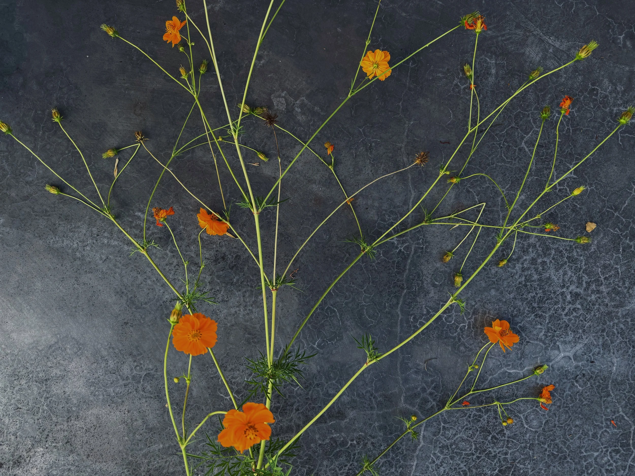 Cracked, held together