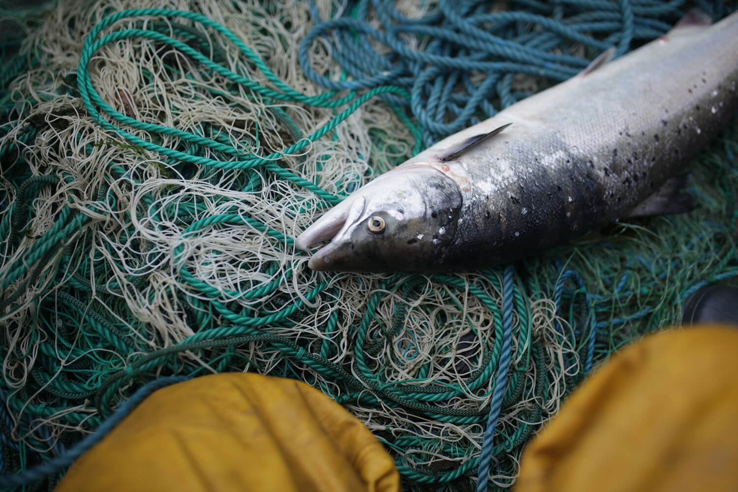 A Future for Ireland’s Wild Atlantic Salmon: Have Your Say