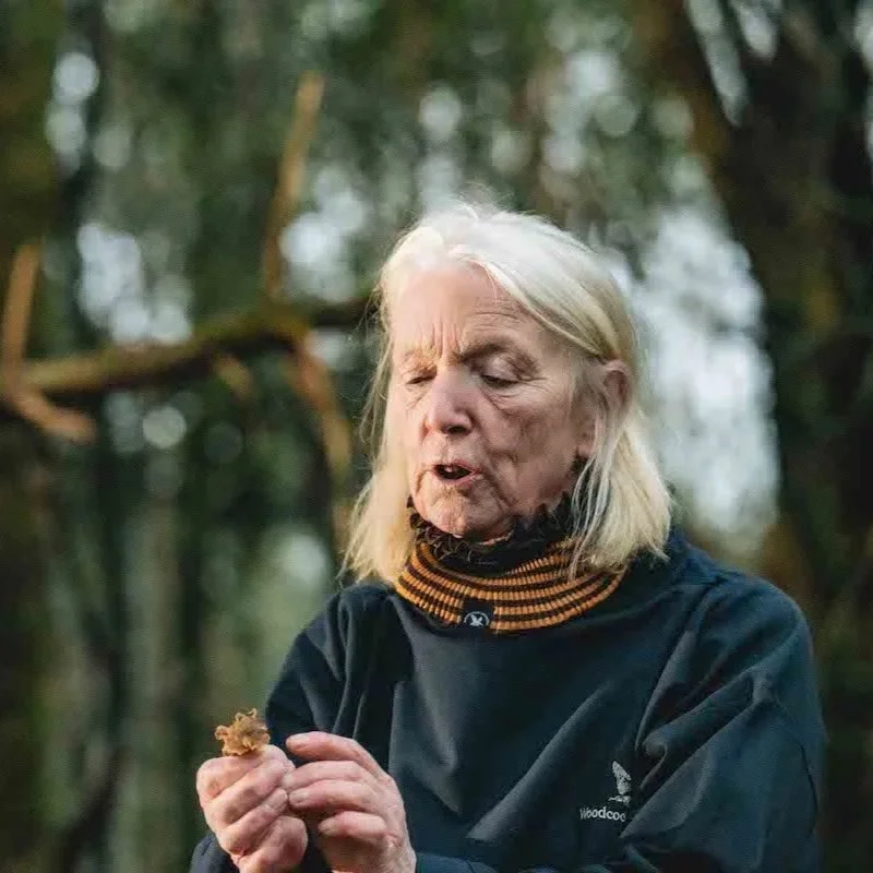 SallyBarnes-Foraging-Mushrooms.jpg