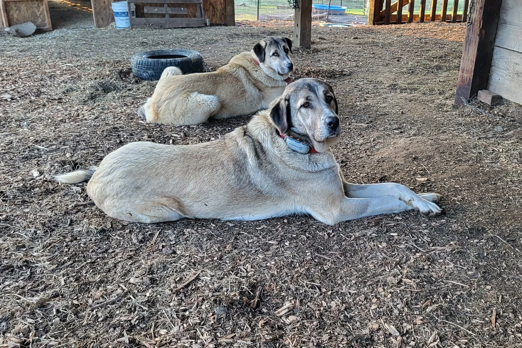 Two large dogs lying on a dirt ground inside a wooden structure, with a tire and some water bottles in the background.