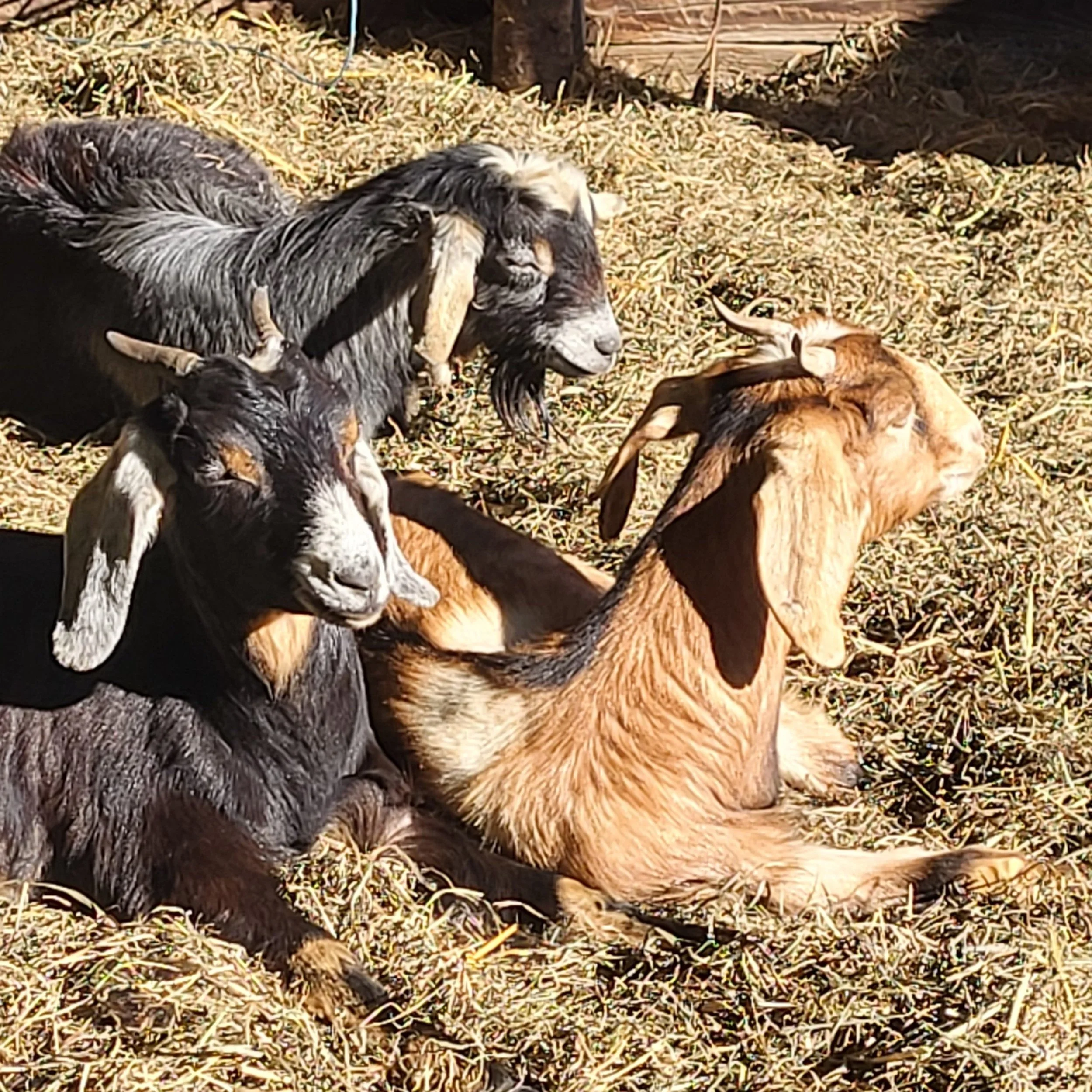 Three goats resting on hay in sunlight, one black with white face and ears, one black with grayish markings, and one brown with long ears.
