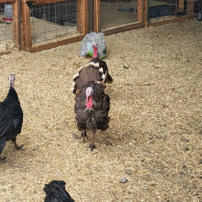 Turkey standing on a gravel ground inside an enclosure with wooden and wire fencing, with another turkey partially visible on the left side of the image.