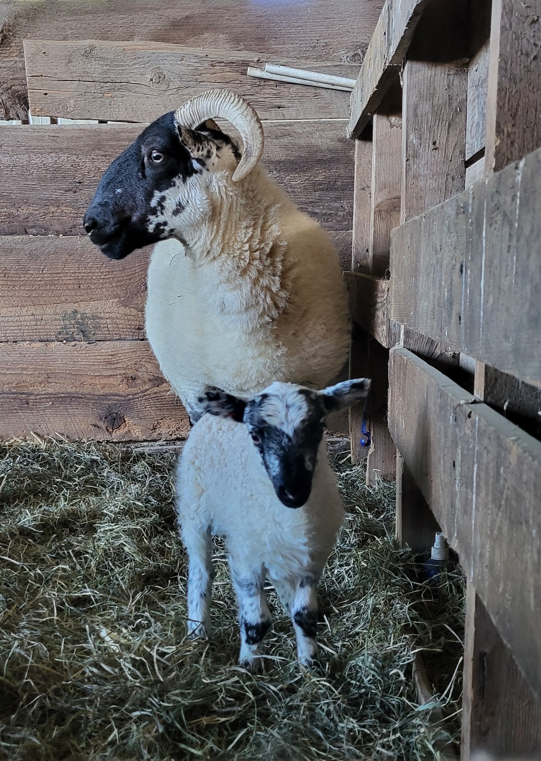 A black and white adult goat with curled horns standing behind a small black and white kid sheep in a barn with wooden walls and hay on the floor.