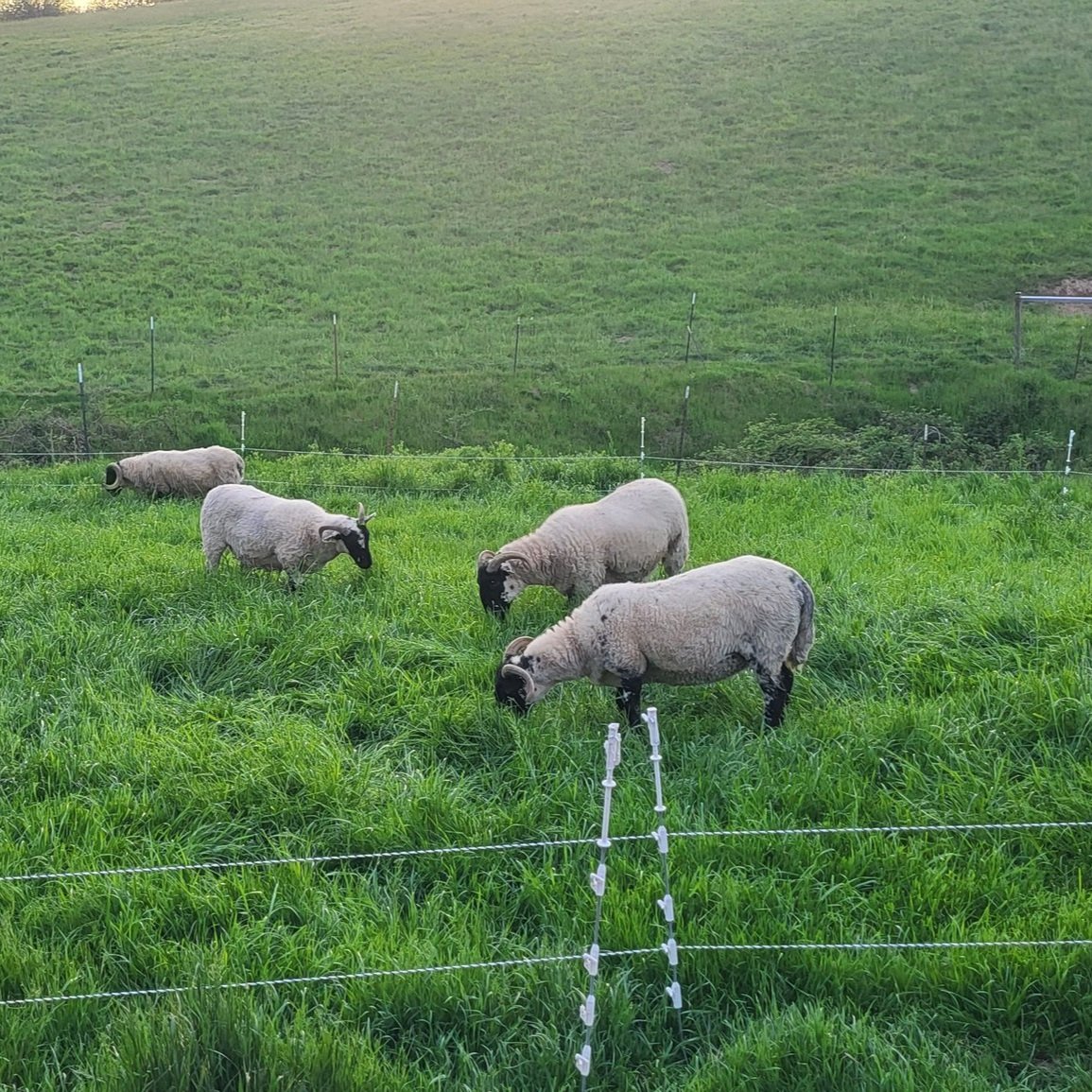 Four sheep grazing on lush green grass in a fenced pasture with rolling hills in the background.
