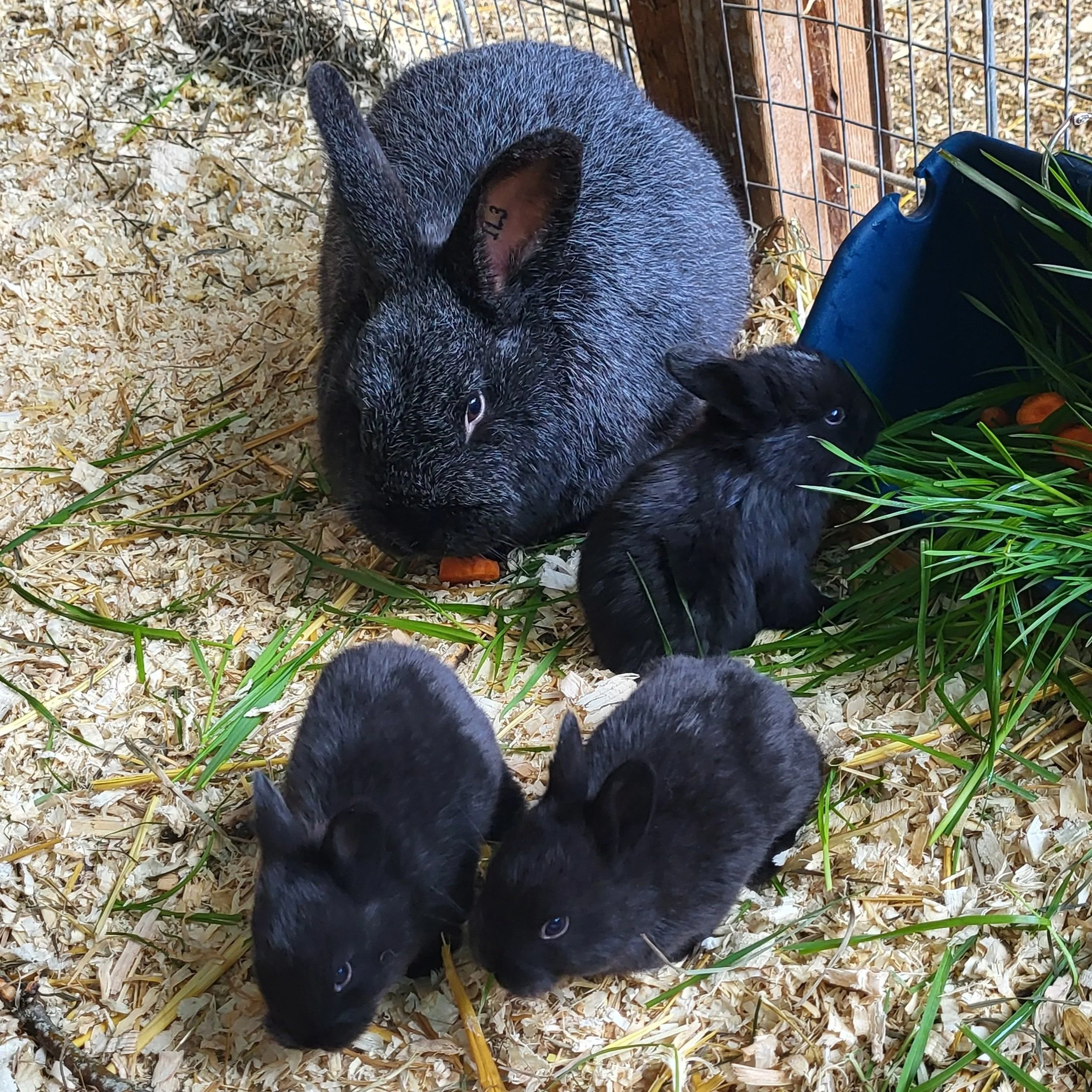 A group of black rabbits and a larger dark gray rabbit in a cage with straw bedding, green plants, and a blue water container.