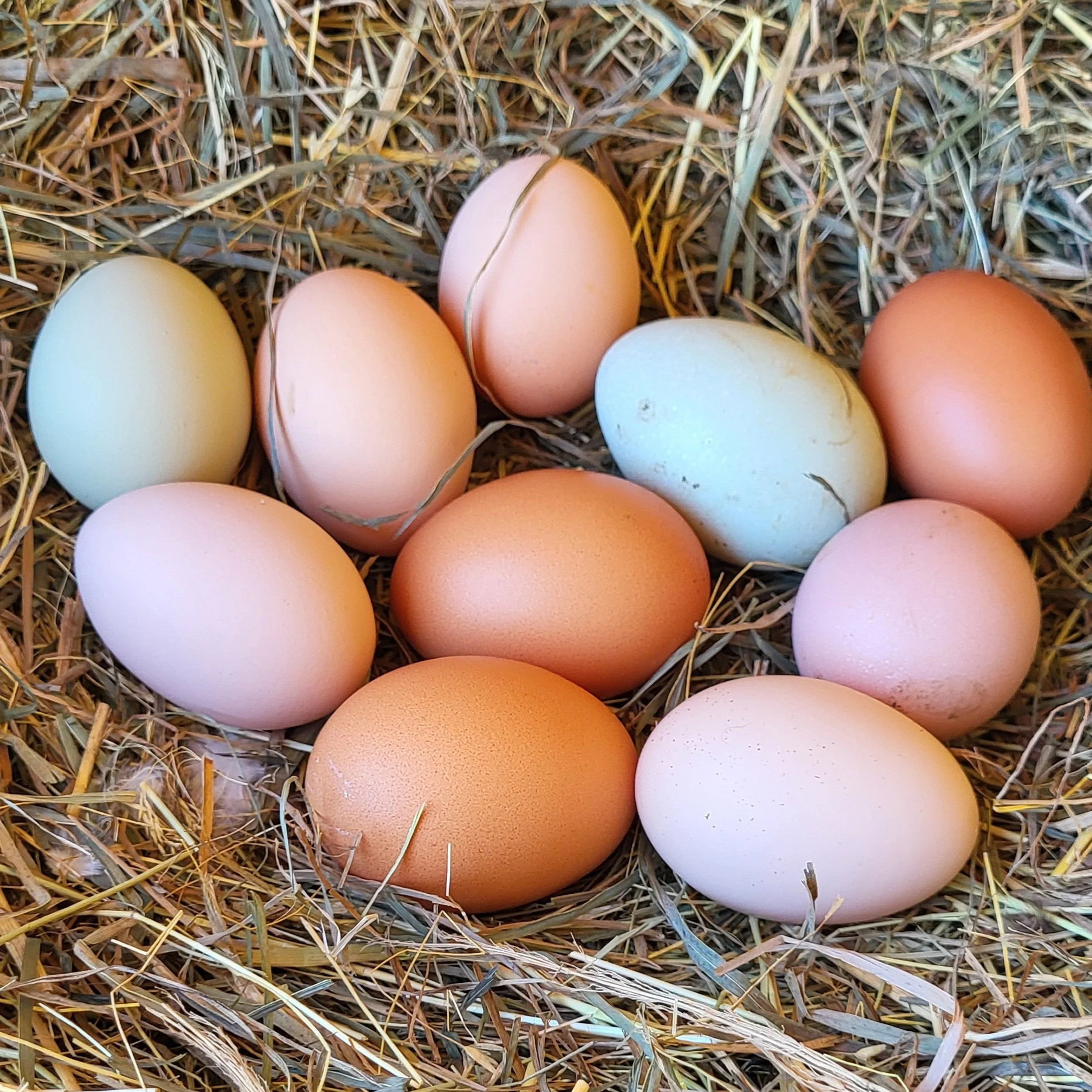 A collection of various colored eggs resting on a bed of straw.
