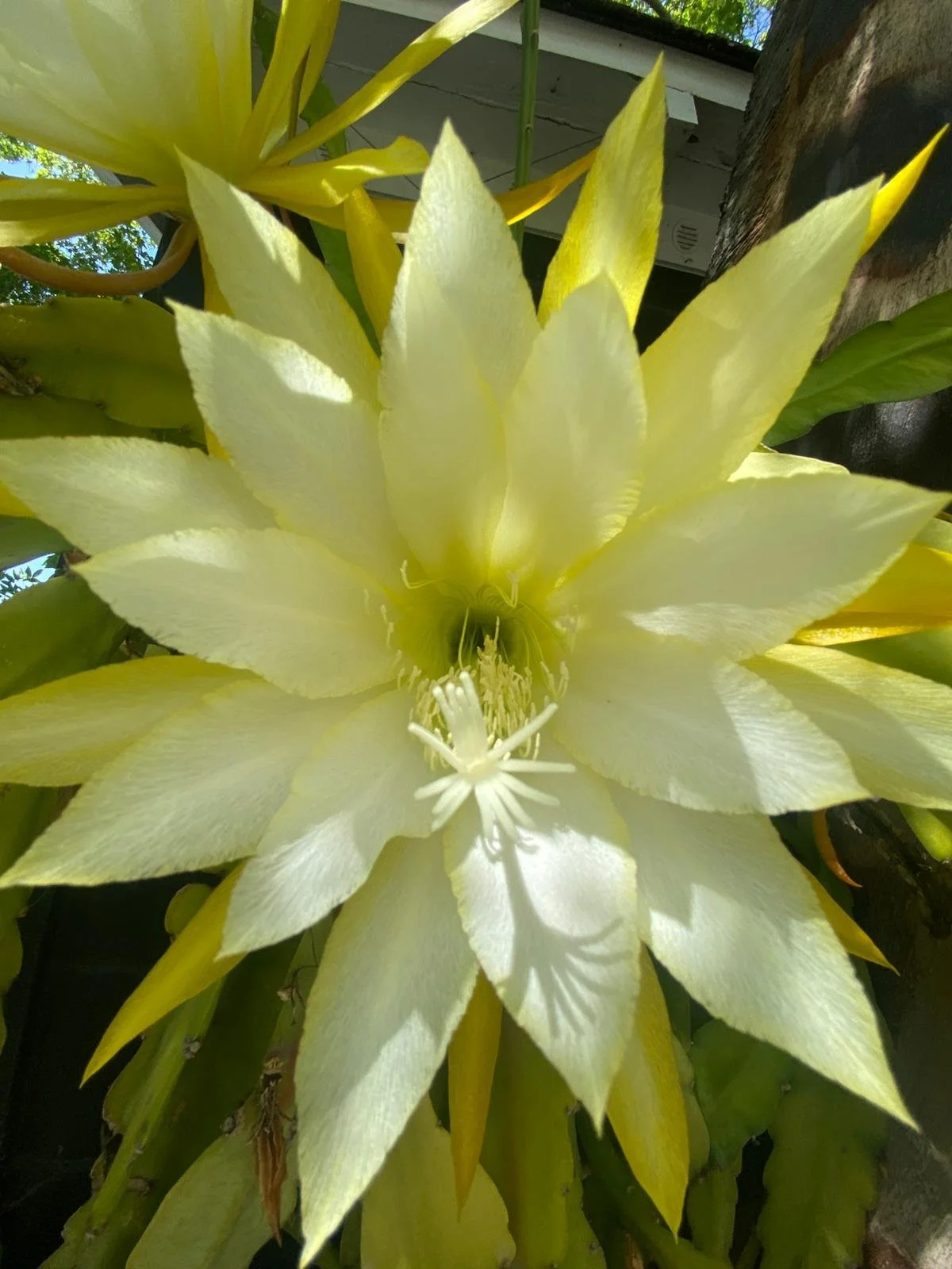 Somatic Arts Temple Weekend