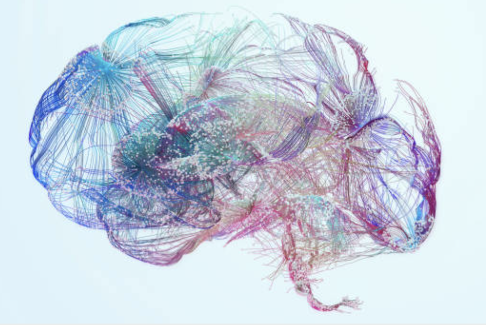 Understanding the Nervous System: Fight, Flight,Freeze, and Fawn