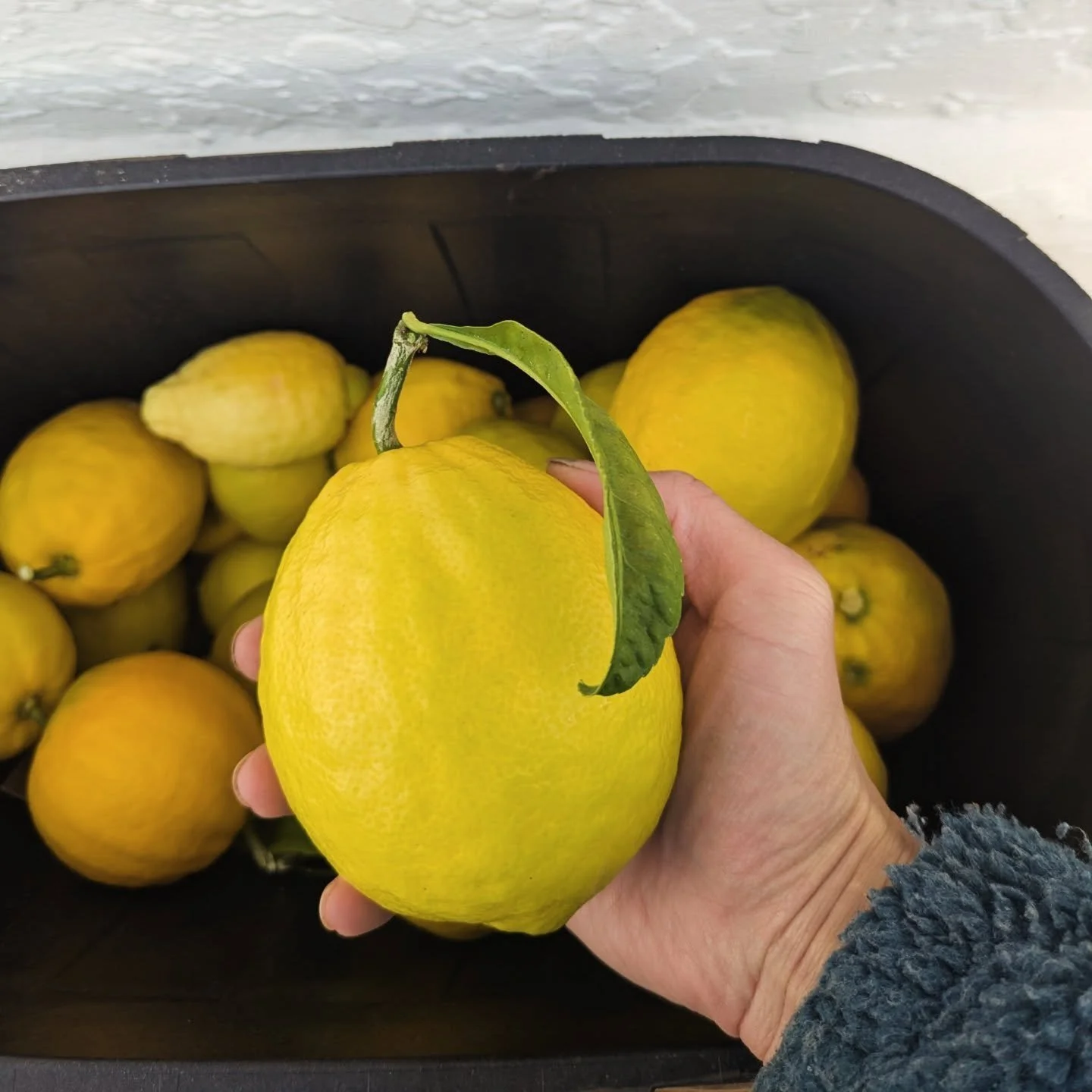 It's time to harvest our lemons. Come and grab some guys.