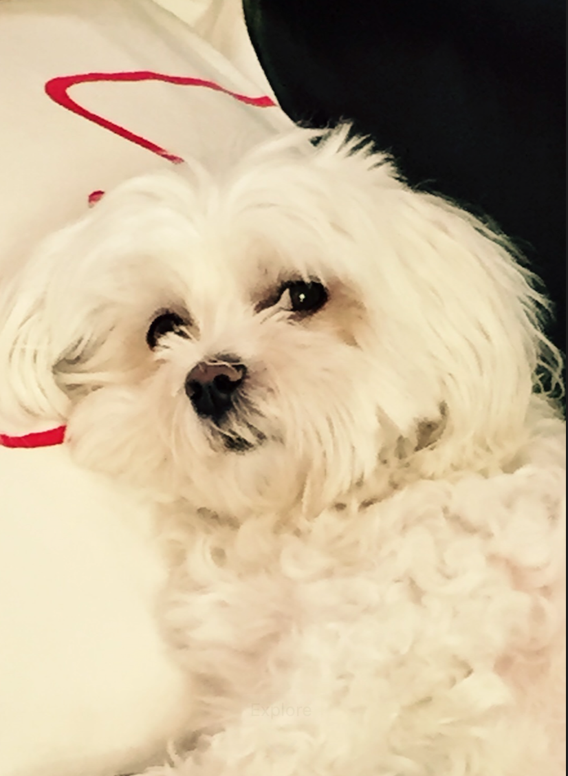 How a Little Maltese Named Piccolo Changed One Woman’s Understanding of Death