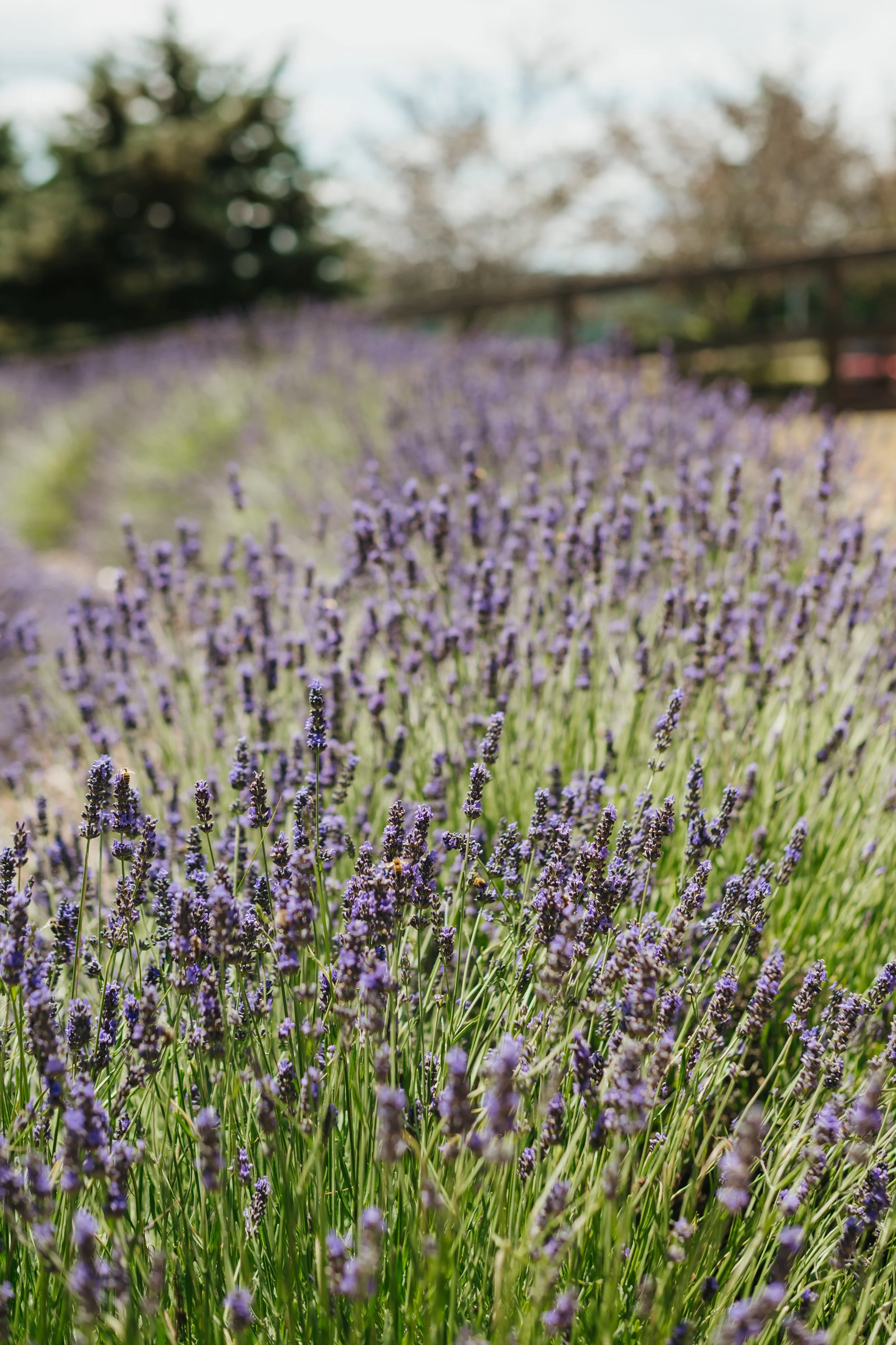 Olalla Lavender Festival, Gig Harbor Washington, Beyond Harbor Waves Marketing Agency, Jahni Lynn Photo