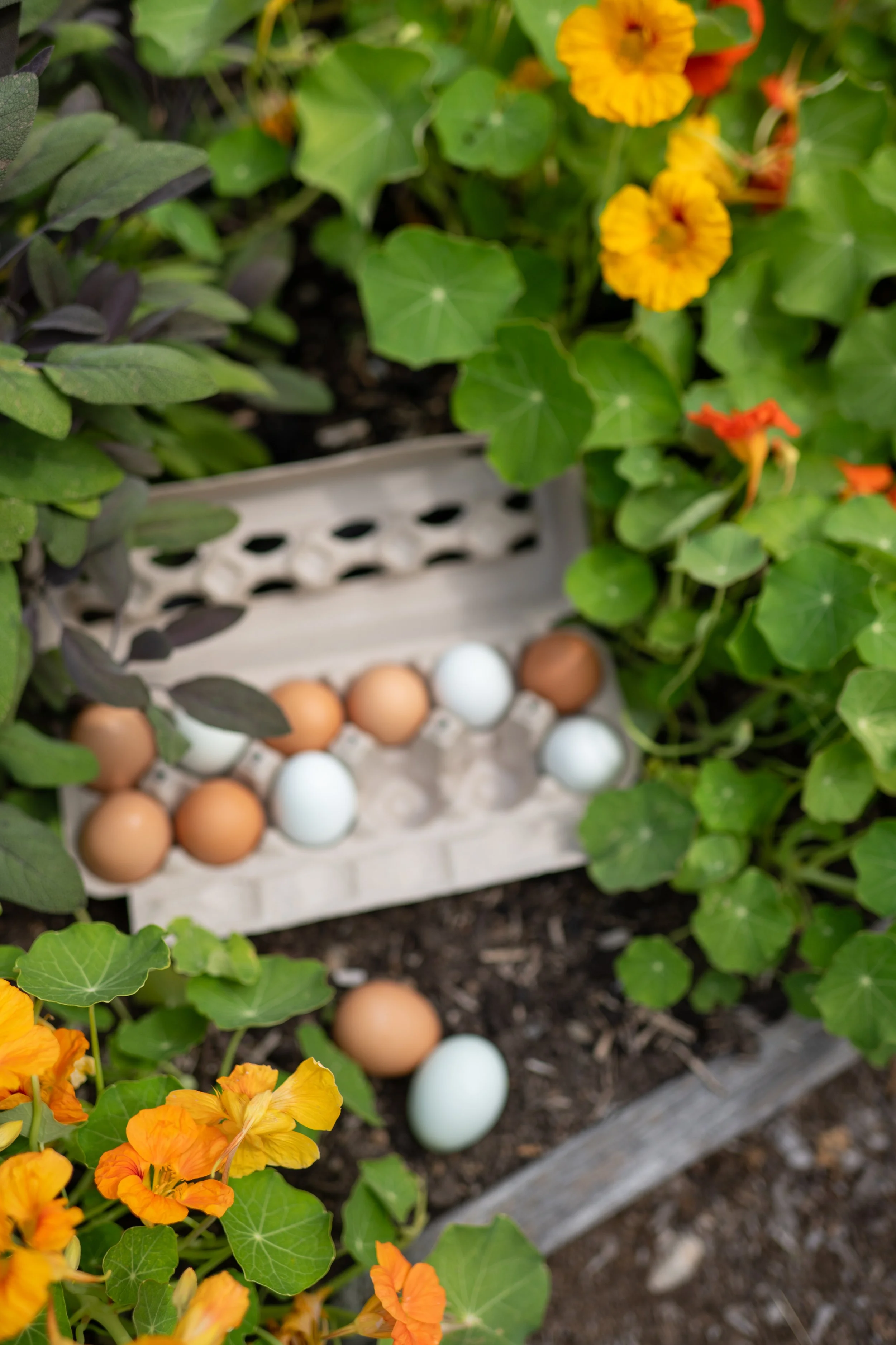 TheEggCartonStore6.26.jahnilynnphoto.com-15.jpg