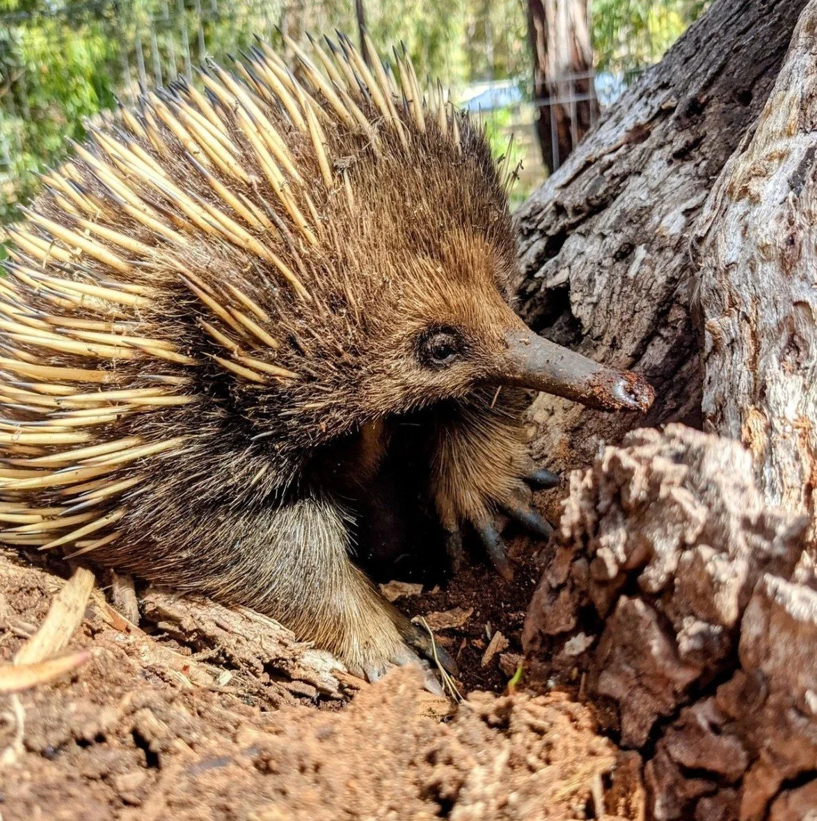 A close-up of an echidna on the ground near a tree trunk, with spines covering its back and a long snout.