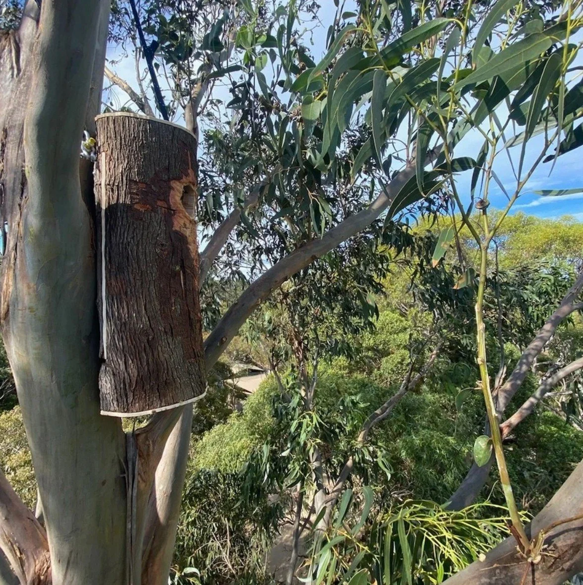 A tree with a woodpecker nest box mounted on its trunk.