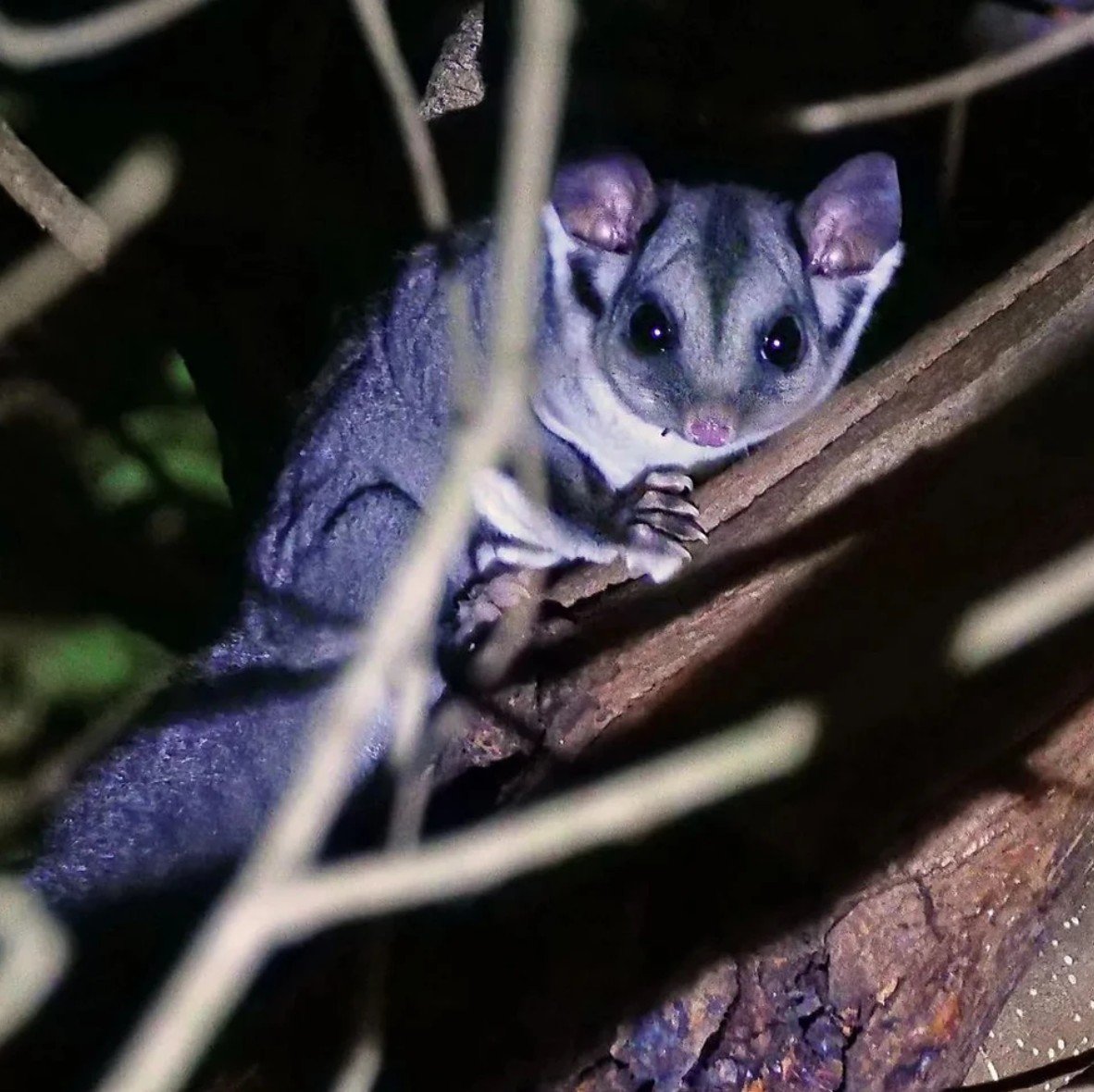 A sugar glider peeking through the branches of a tree at night.