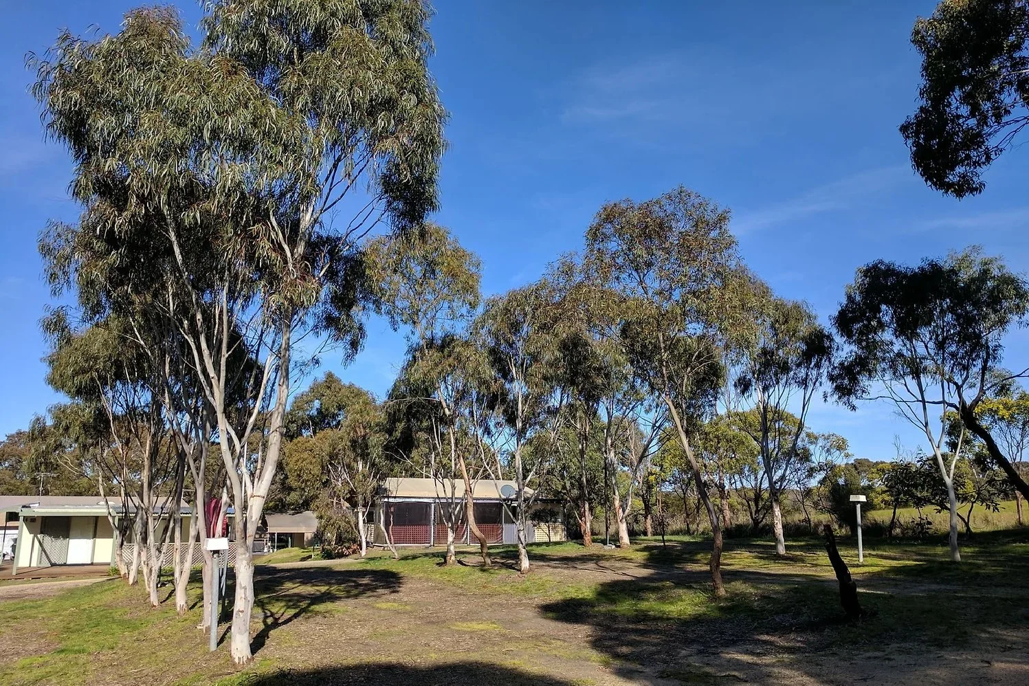 A park with tall eucalyptus trees, some buildings, and a clear blue sky.