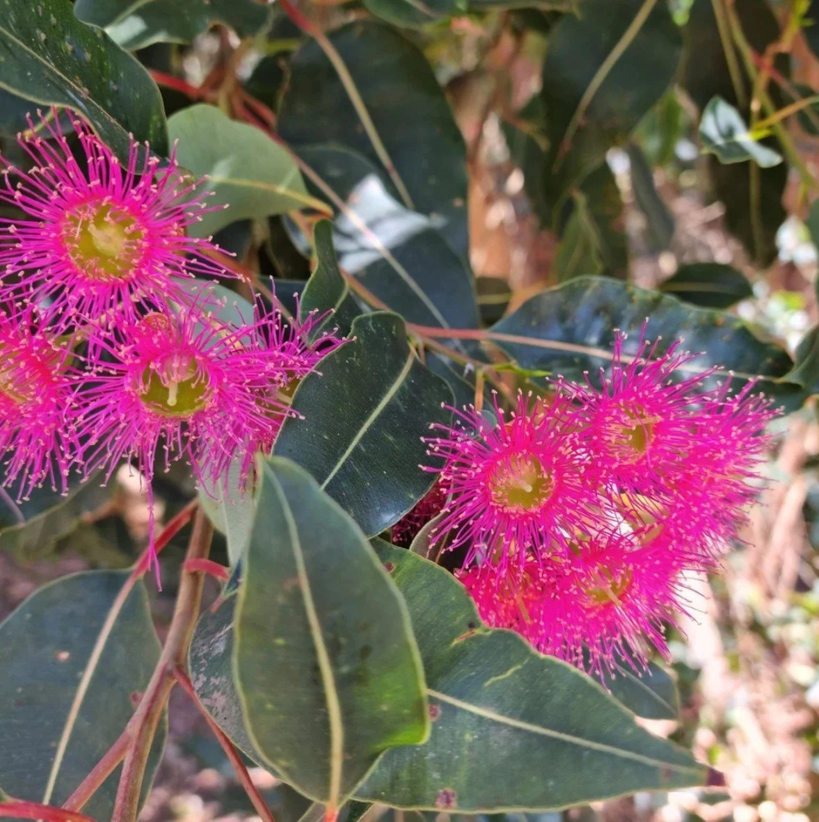 Close-up of pink mimosa flowers with spiky stamens surrounded by green leaves.