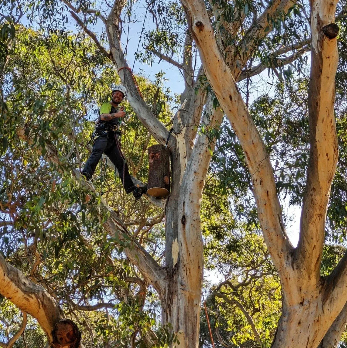 A man in climbing gear standing on a tree branch, giving a thumbs-up, with a smile. The tree has light-colored, peeling bark and green leaves, and appears to be a eucalyptus.