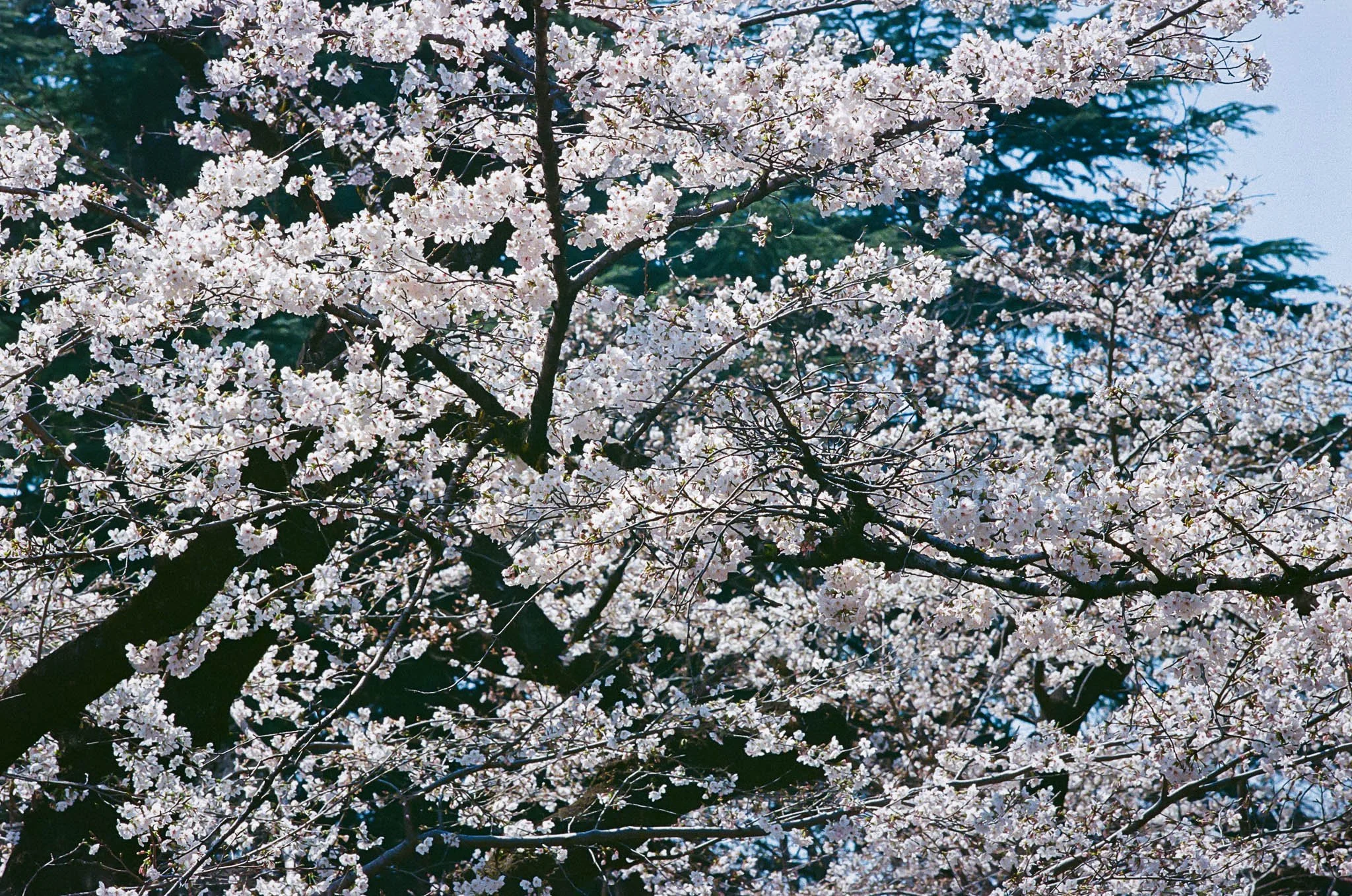 20260328_FilmScans_478790026.jpg