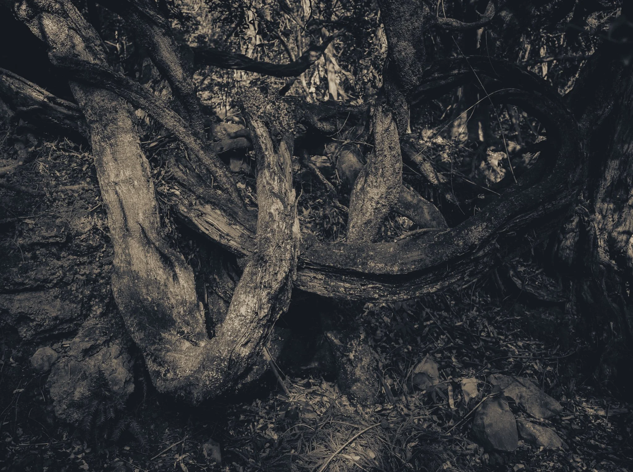 Essence Exhibition 2024 - Stephen McLaughlan Gallery