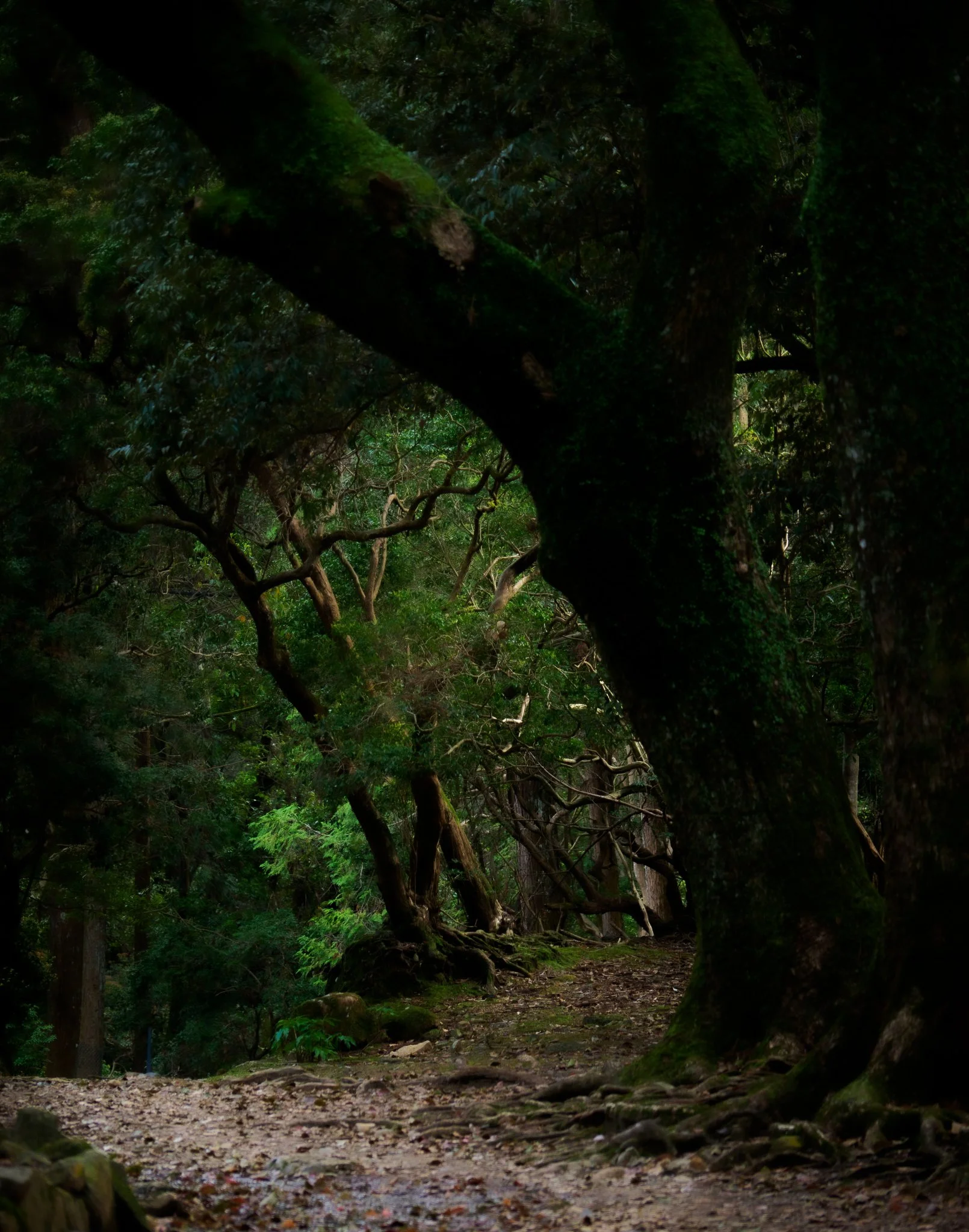 Essence Exhibition 2024 - Stephen McLaughlan Gallery