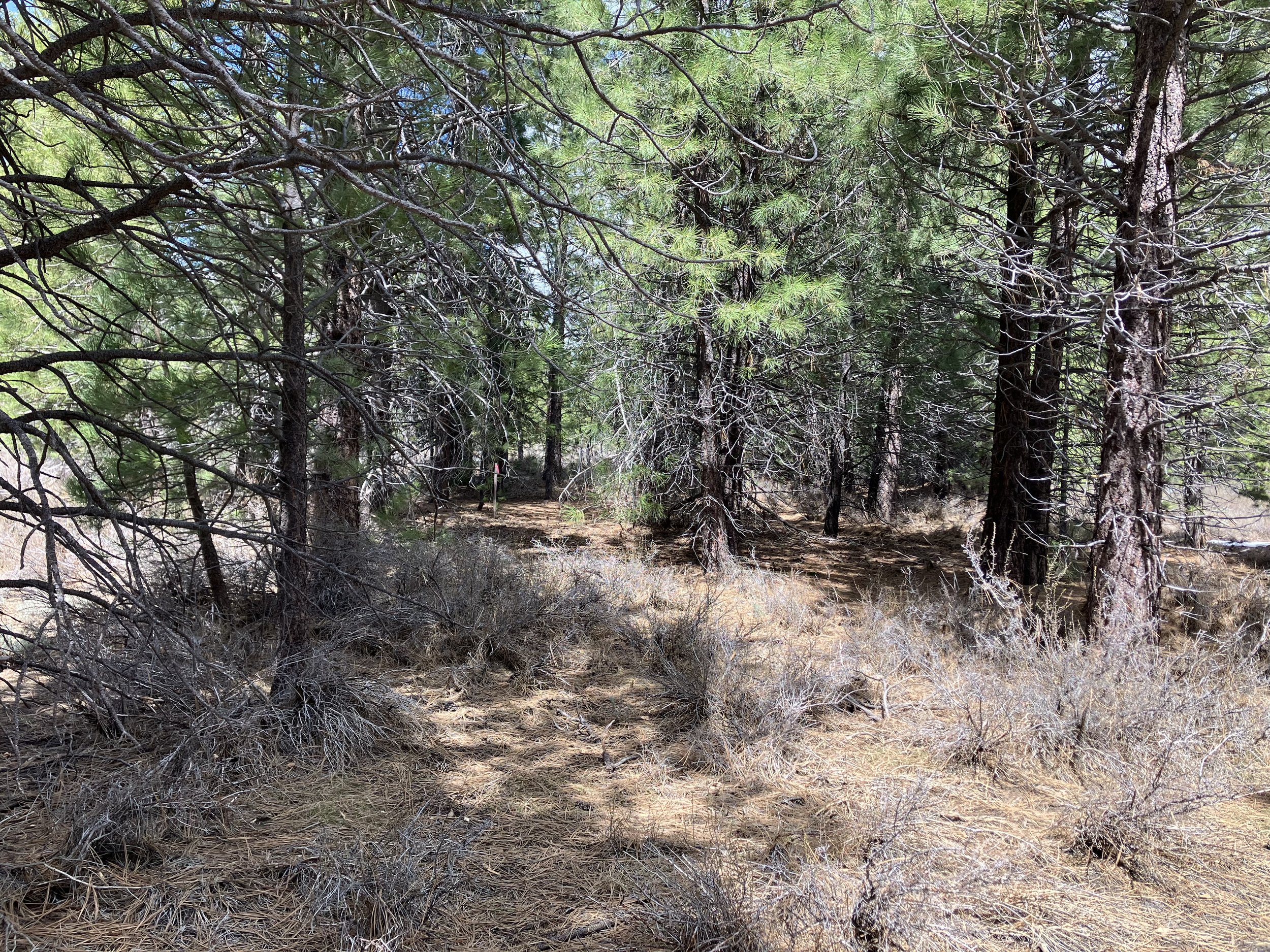 Oranssi project: slat roof