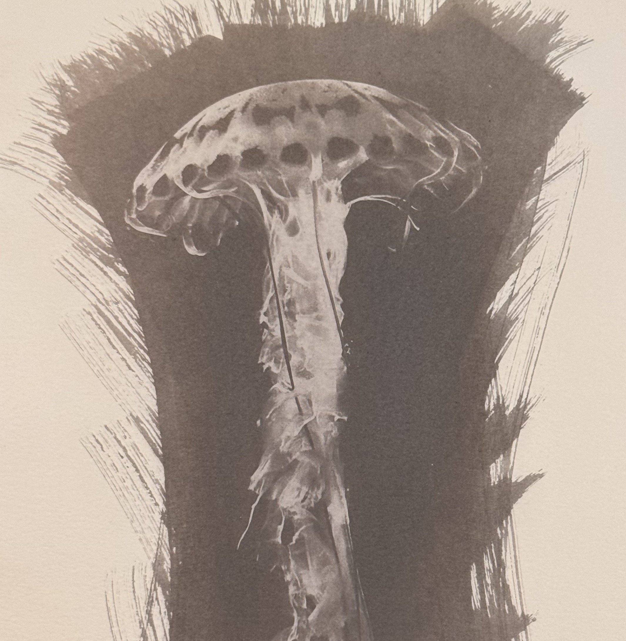 Jellyfish cropped.jpeg