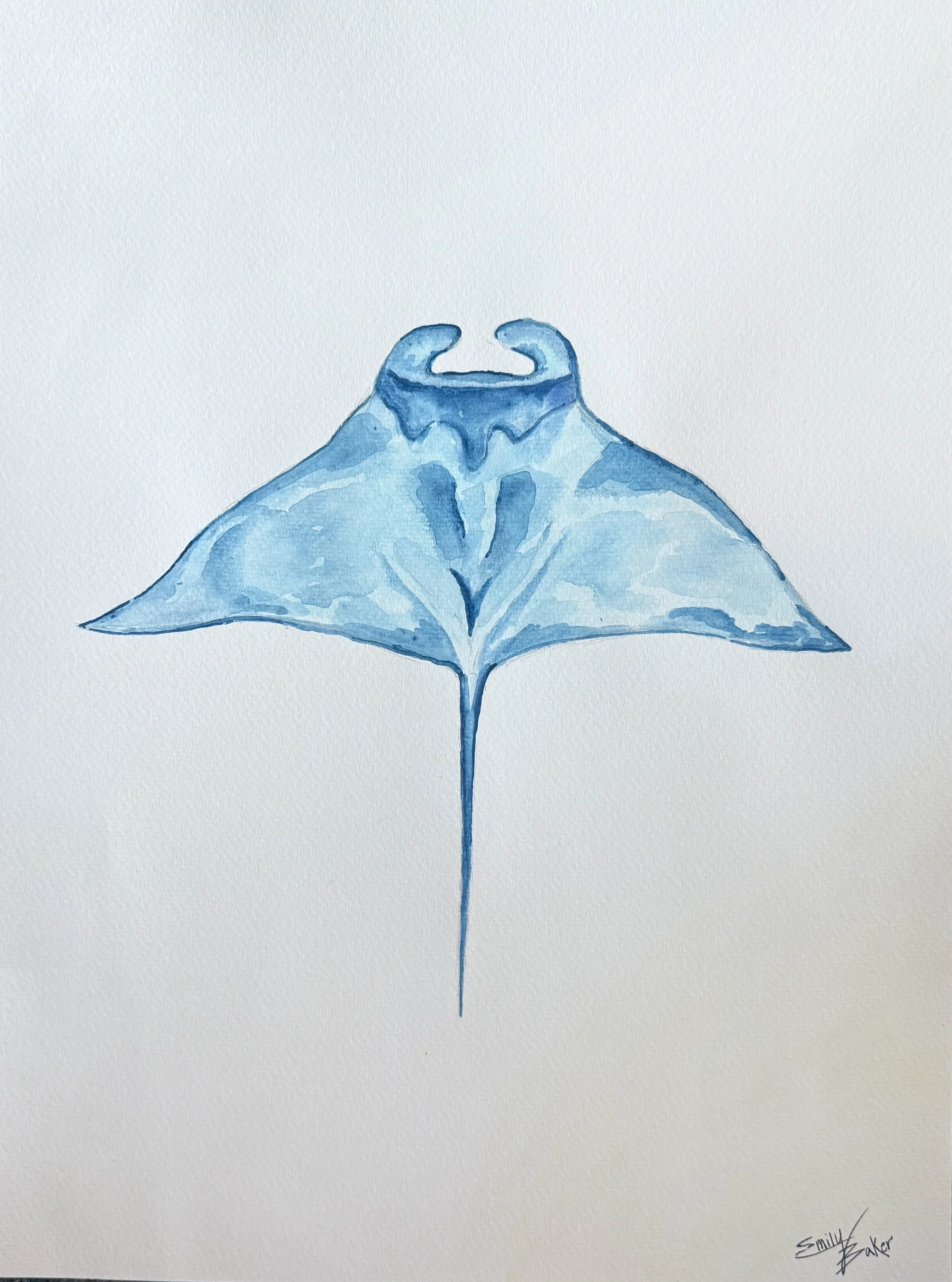 Manta Ray.jpg