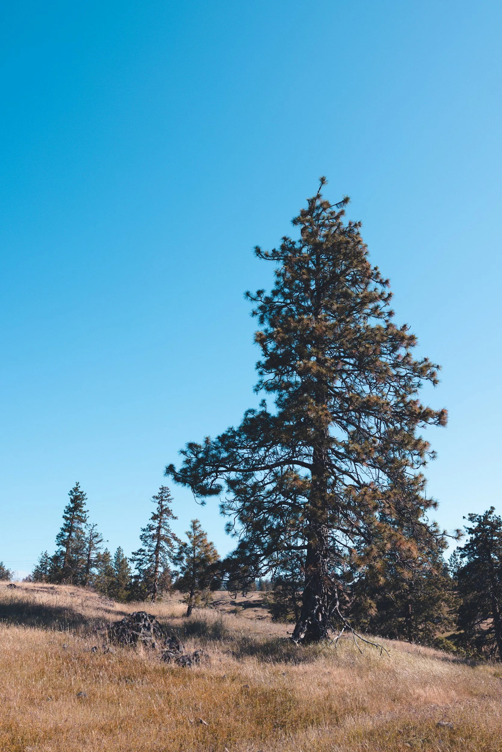 A tall ponderosa pine tree standing on a grassy hillside under a clear blue sky, with smaller trees in the background.