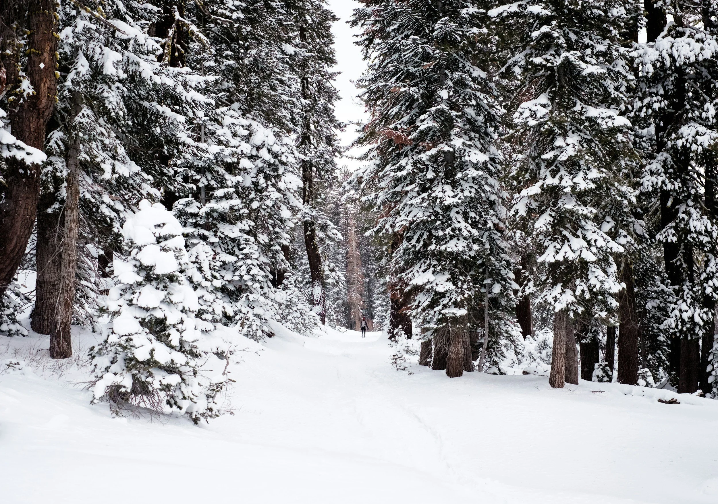 Snow-covered forest path with tall evergreen trees laden with snow, and a person walking in the distance.