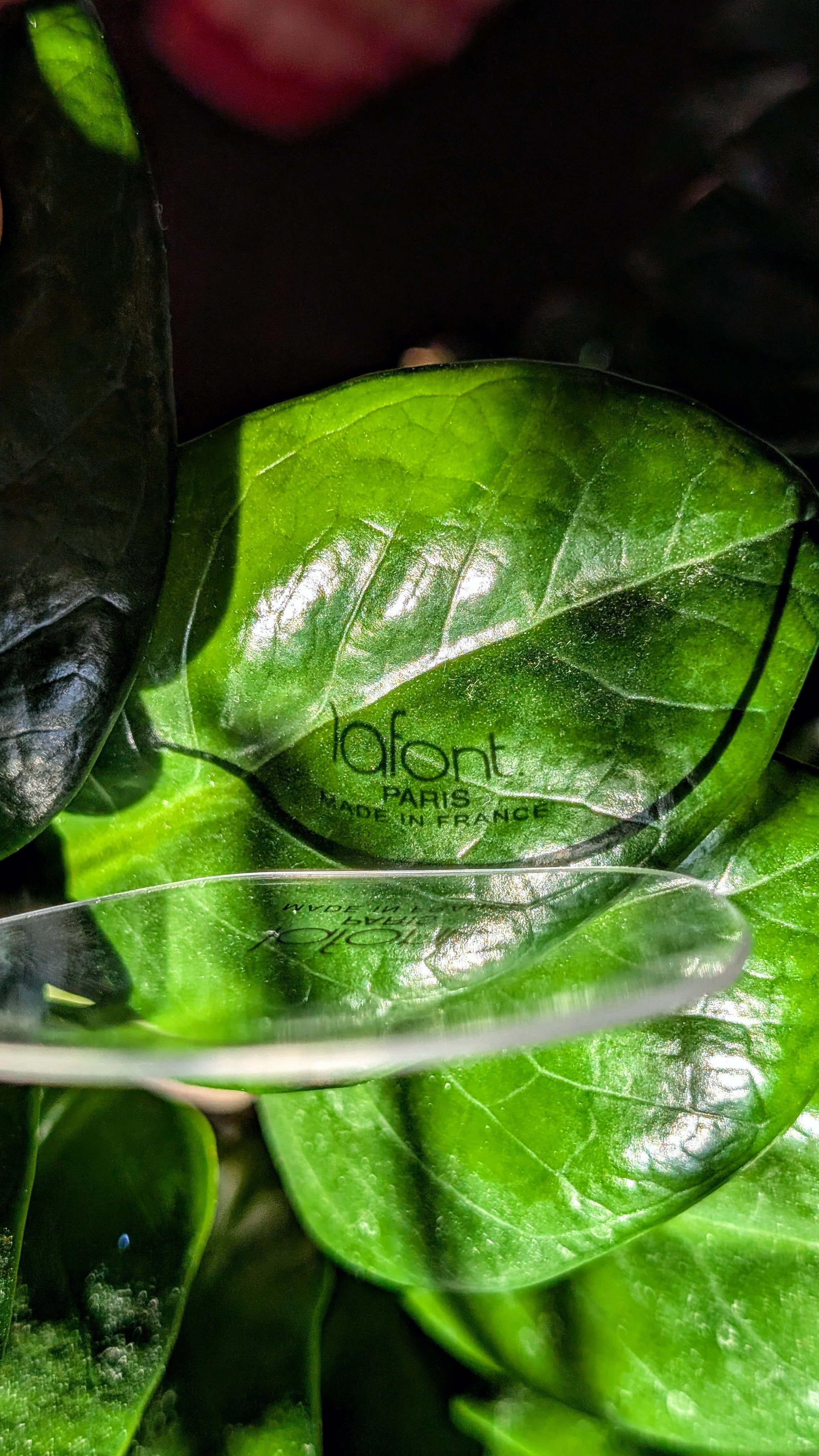 lafont logo reflection on leaf portrait.jpg