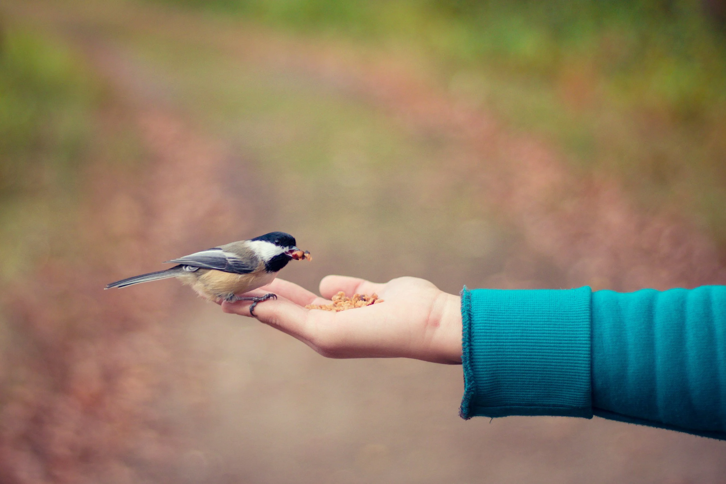 A person in a teal sleeve holding a handful of birdseed, with a small black, white, and tan bird sitting on their finger eating seed.
