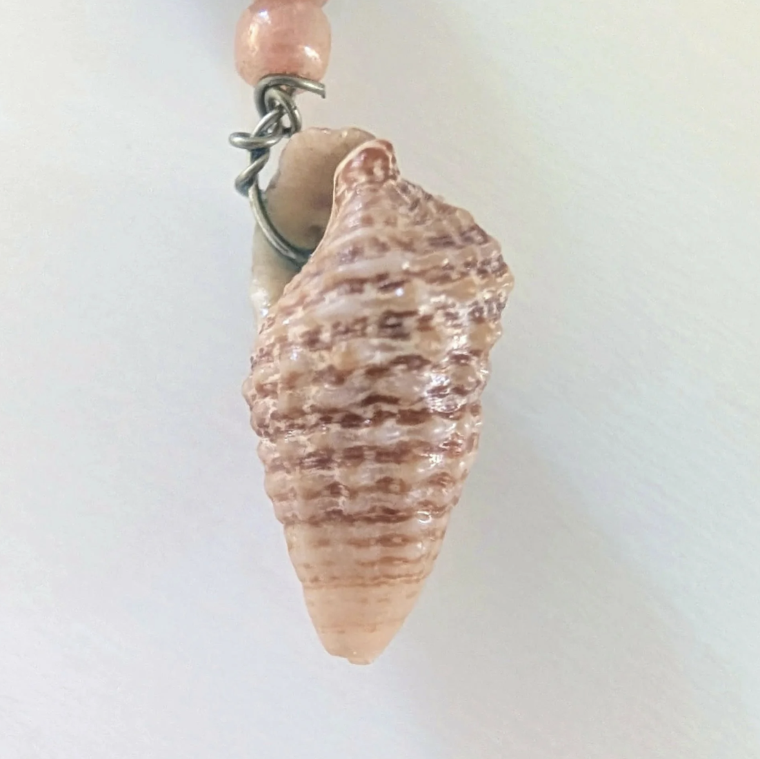 she sells sea shells by the sea shore shell.png