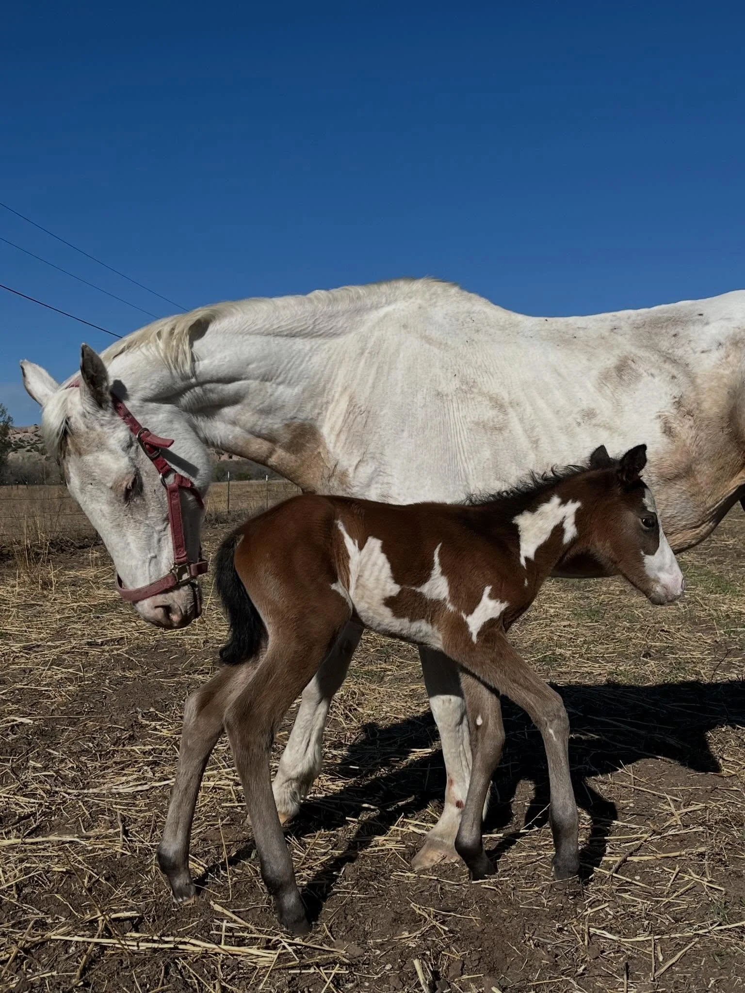 Pepito arrived a year ago today here on the land. Such a special lil guy 🦄💚⚡️and much love for his elderly mama for providing for him. He was a surprise - a wild stallion broke into Nelly&rsquo;s pasture in Vallecitos&hellip;and well&hellip;now Pep