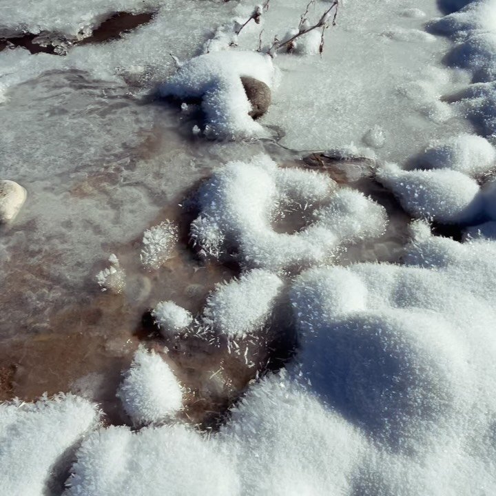 Winter scenes from Ojo Creative Preserve (sound on) Featured birds: Sharp-shinned Hawk, Great Horned Owl, Cooper&rsquo;s Hawk