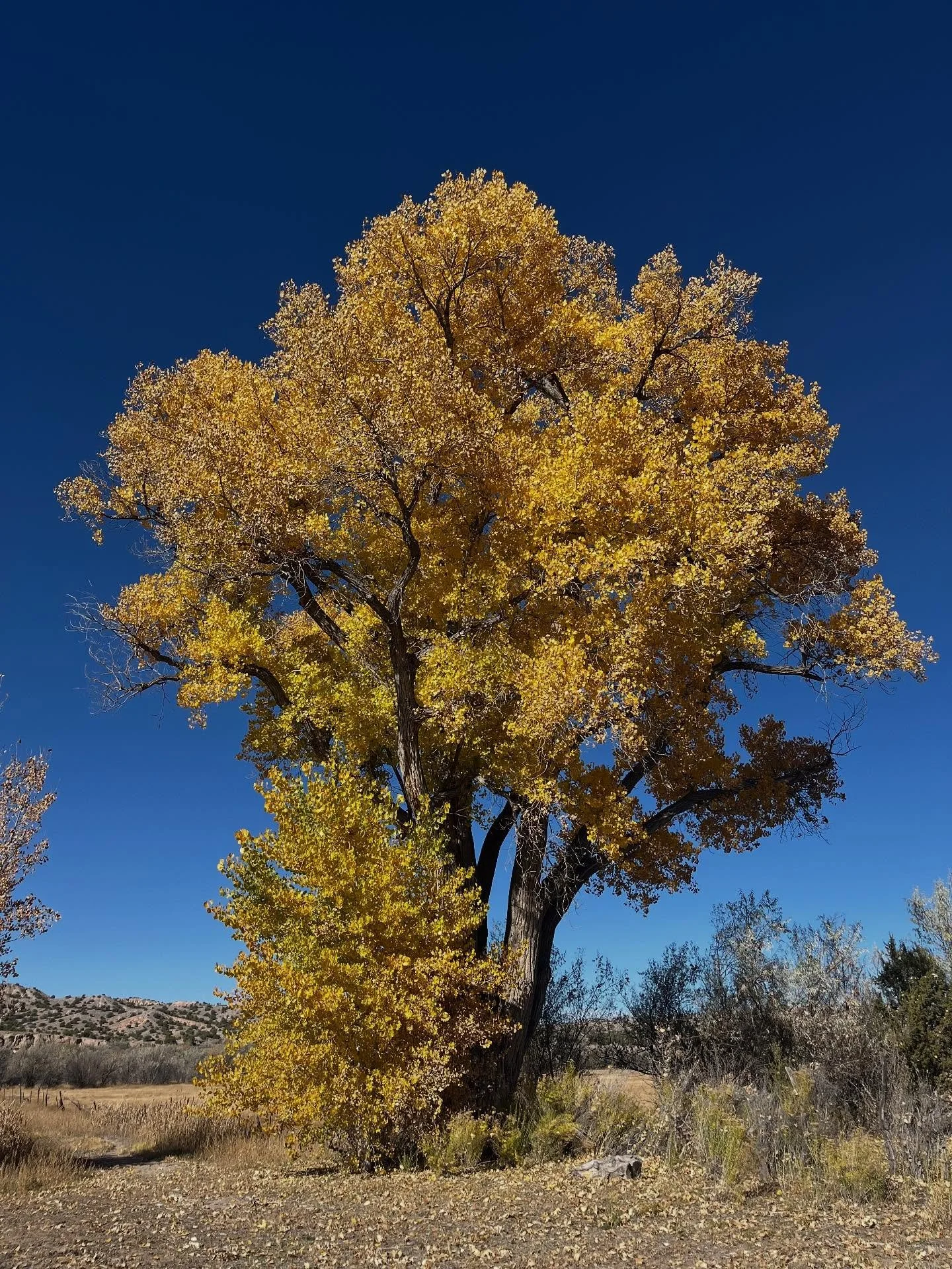 Autumn goings-on&hellip;removing 5 years worth of weed debris / prepping field for irrigation upgrades funded by NM Healthy Soils Acequia Cost Share Program / rethinking local clay collection after learning much @township10 / seed collection organiza
